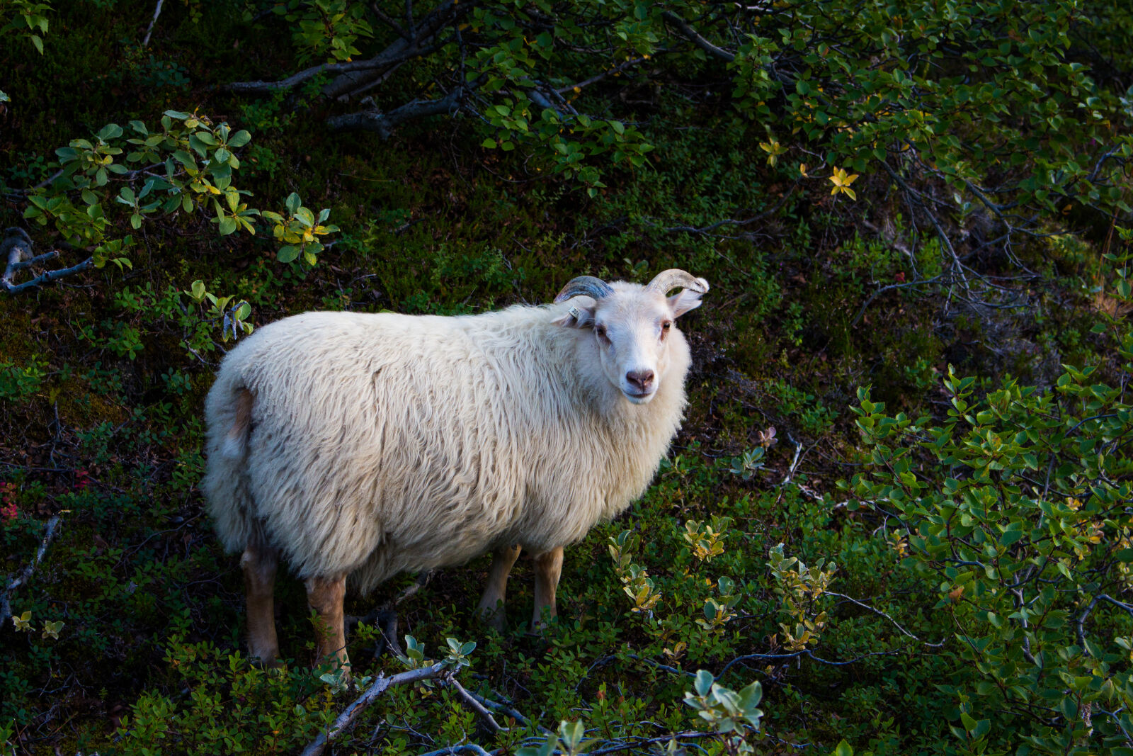 Canon EOS 700D (EOS Rebel T5i / EOS Kiss X7i) sample photo. Animal, countryside, cute, farm photography