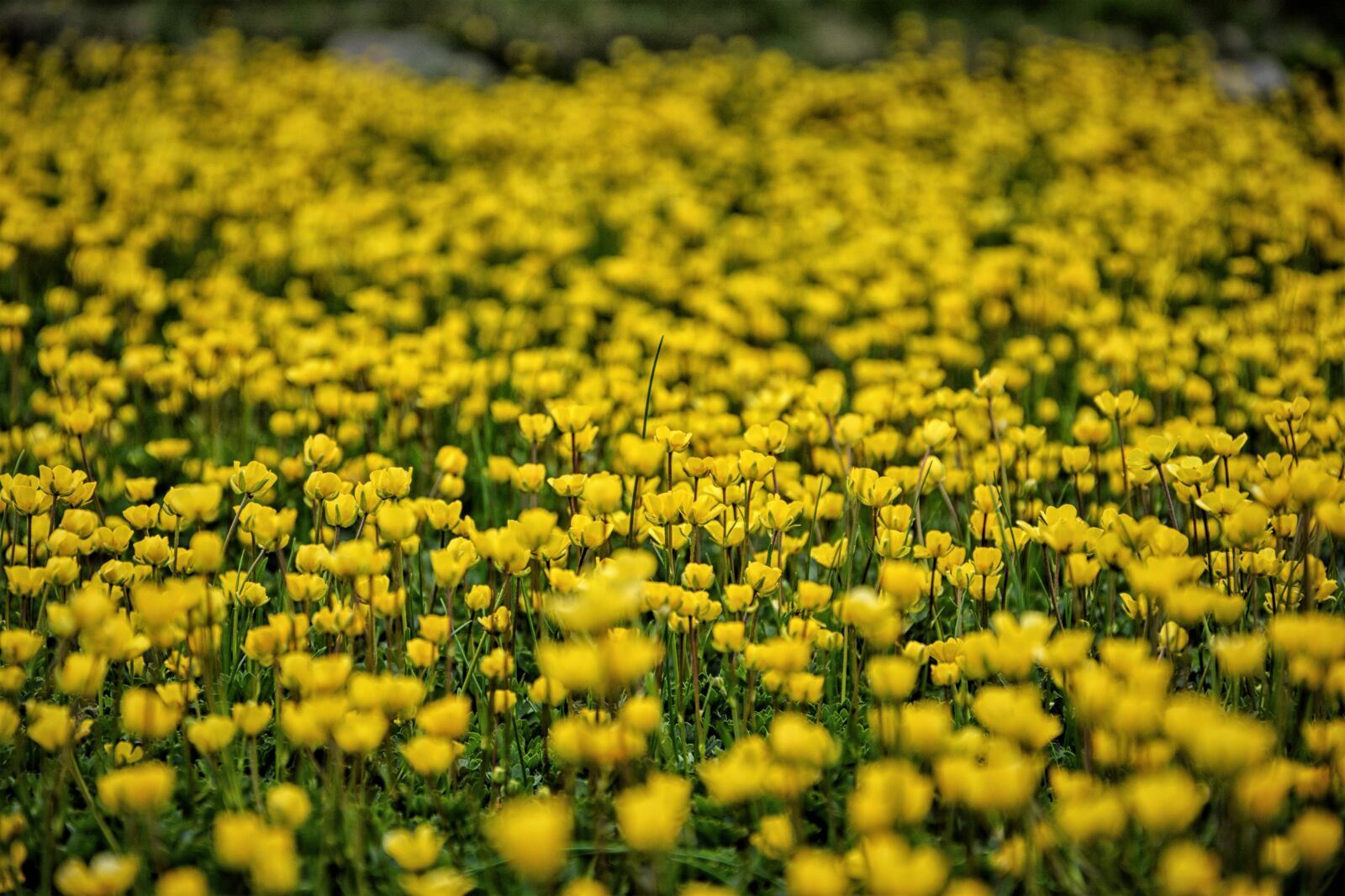 Nikon D7100 sample photo. Flower, nature, area photography