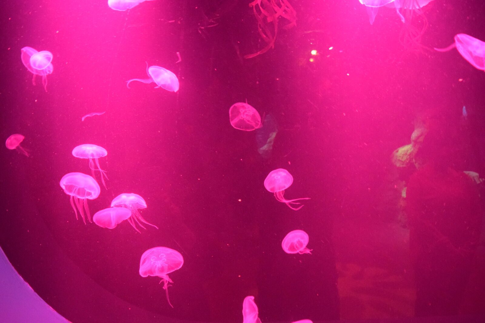 Nikon D3300 sample photo. Jellyfishes photography