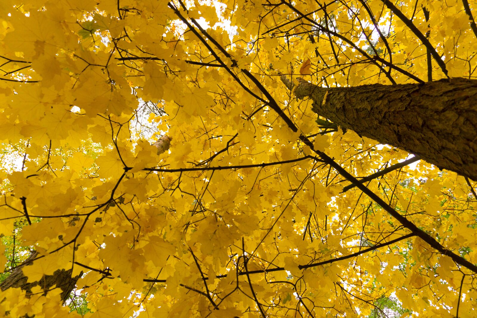 Sony E 16-50mm F3.5-5.6 PZ OSS sample photo. Autumn, paint, forest photography
