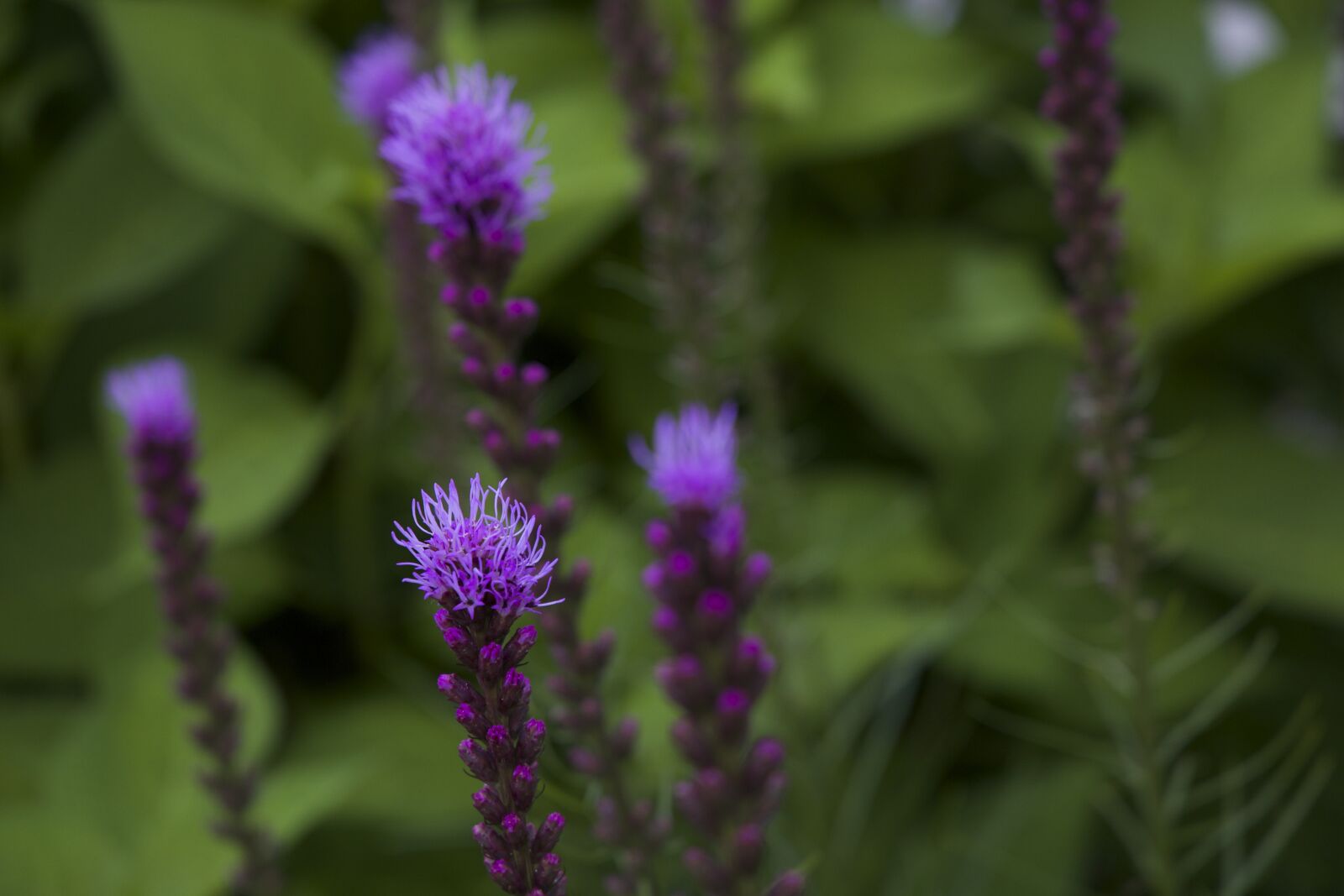 Canon EOS 6D sample photo. Bokeh, flowers, summer photography