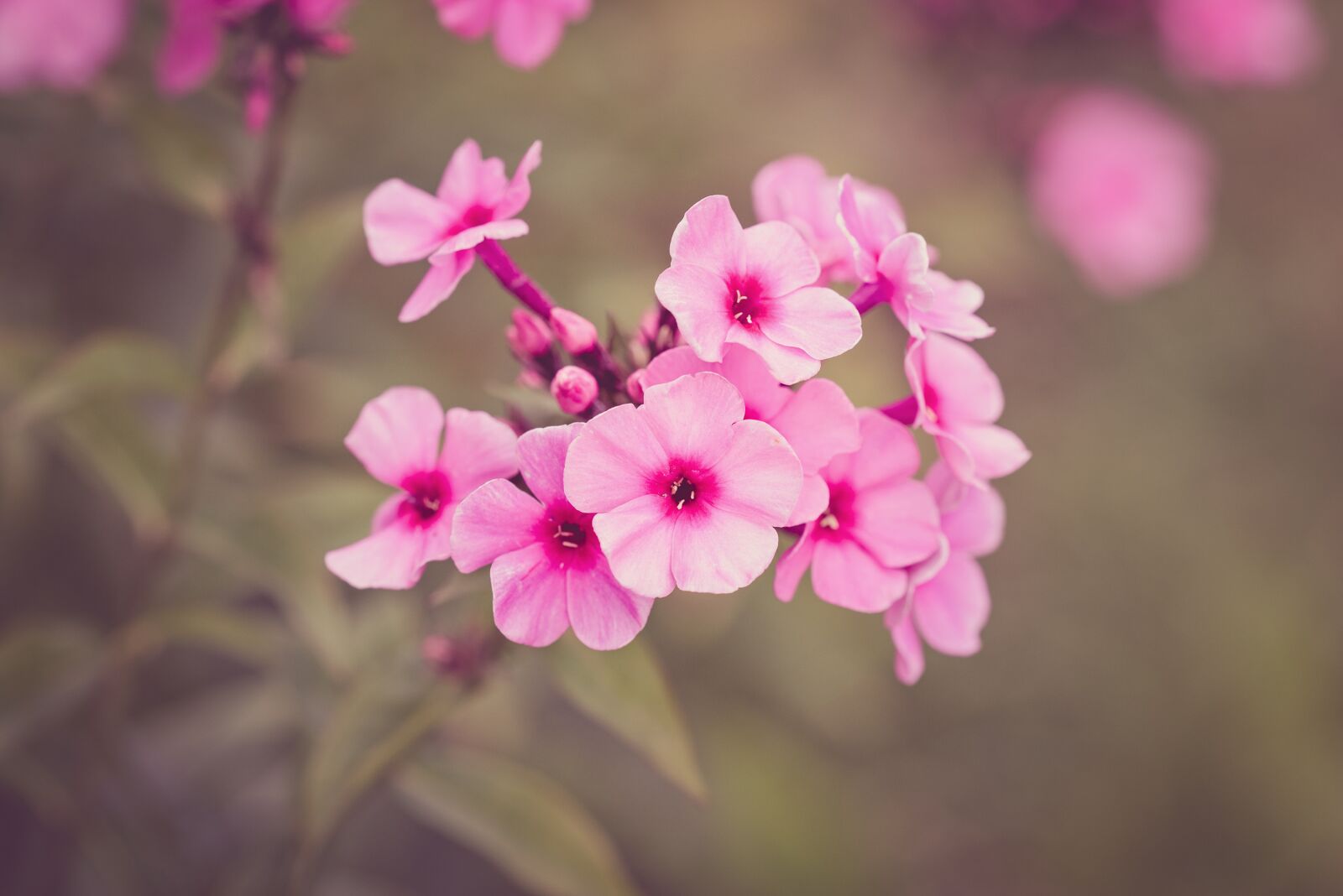 Nikon D750 sample photo. Phlox, flower, blossom photography