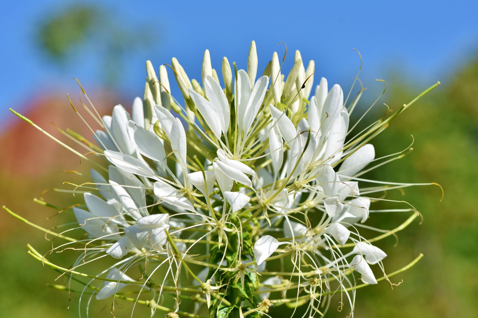 Nikon D7200 sample photo. Spider flower, flower, spider photography