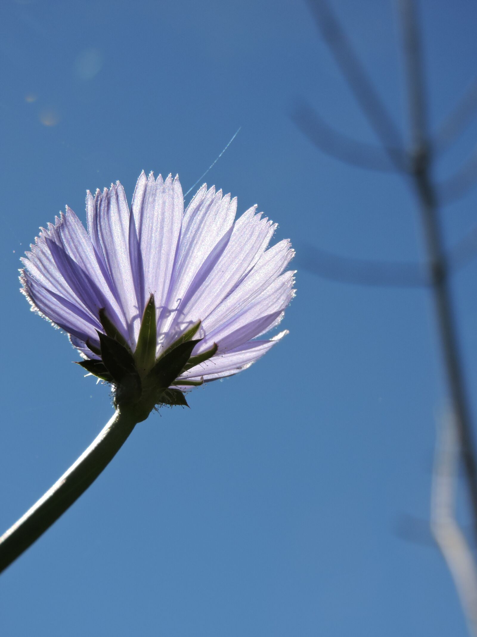 Nikon Coolpix P600 sample photo. Flower, nature, floral photography