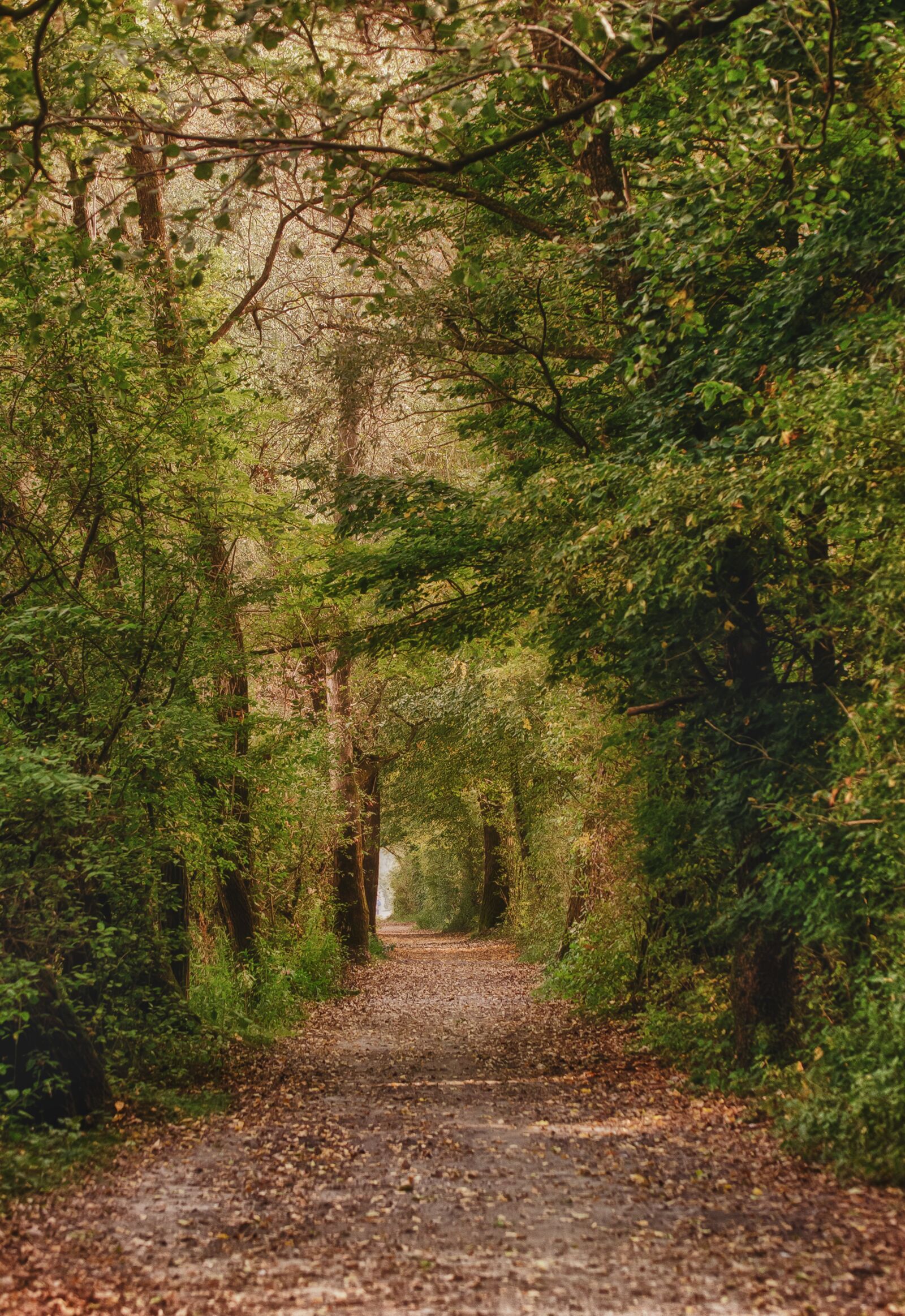 Nikon D7000 sample photo. Forest, autumn, nature photography