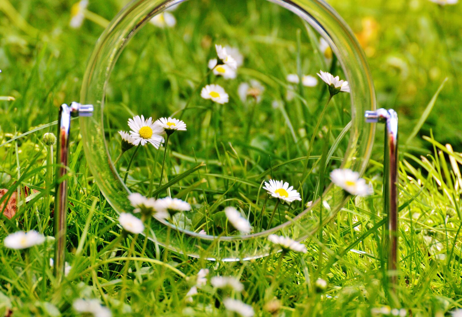 Nikon D3200 sample photo. Mirror, meadow, daisy photography