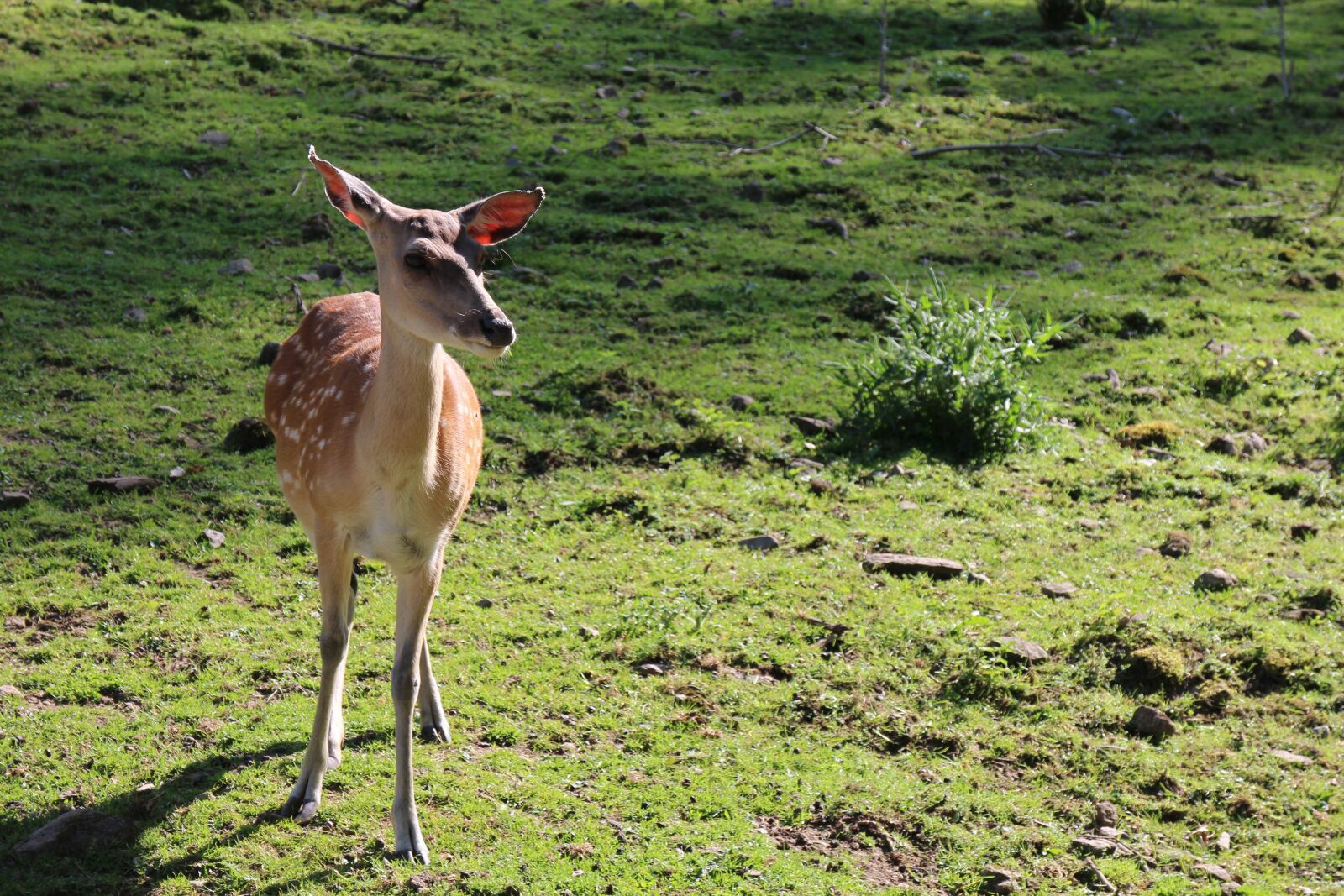 Canon EOS M sample photo. Roe deer, bambi, hirsch photography