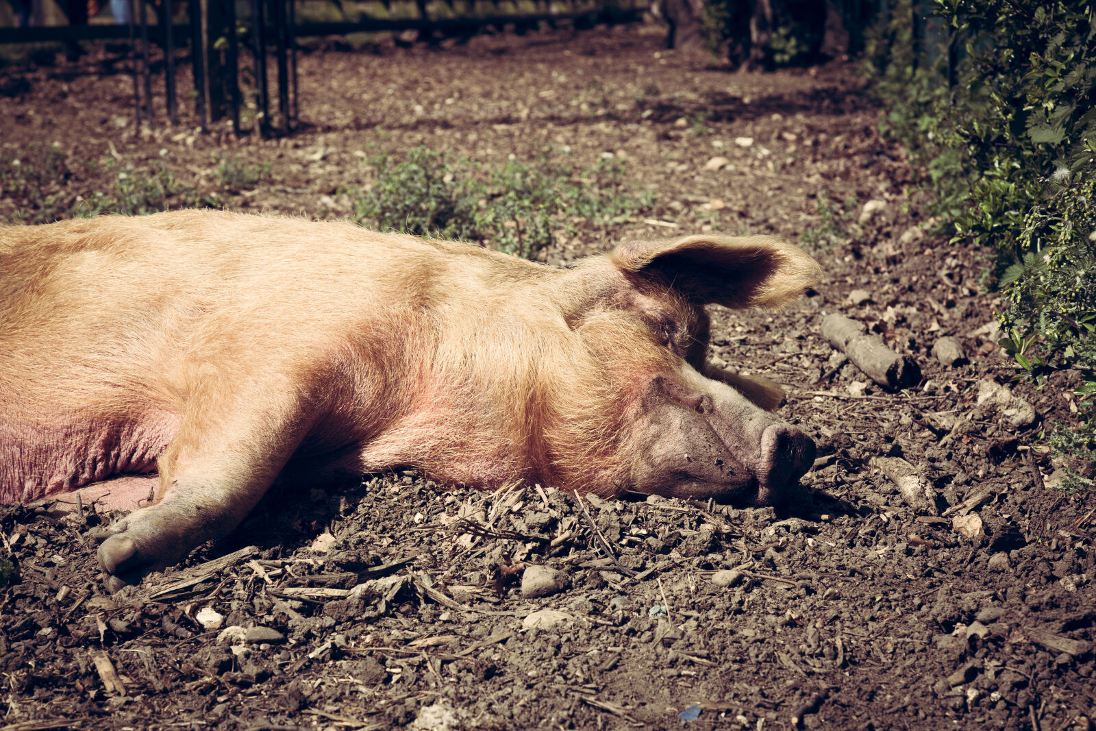 Canon EOS 5D Mark III sample photo. Lazy, pig photography