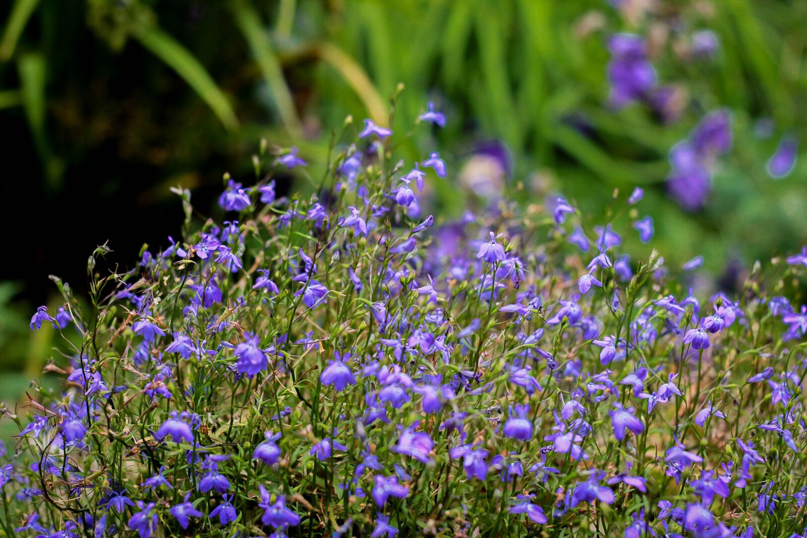 Canon EOS 600D (Rebel EOS T3i / EOS Kiss X5) + Canon EF 50mm F1.8 II sample photo. Flowers, flowers of the photography