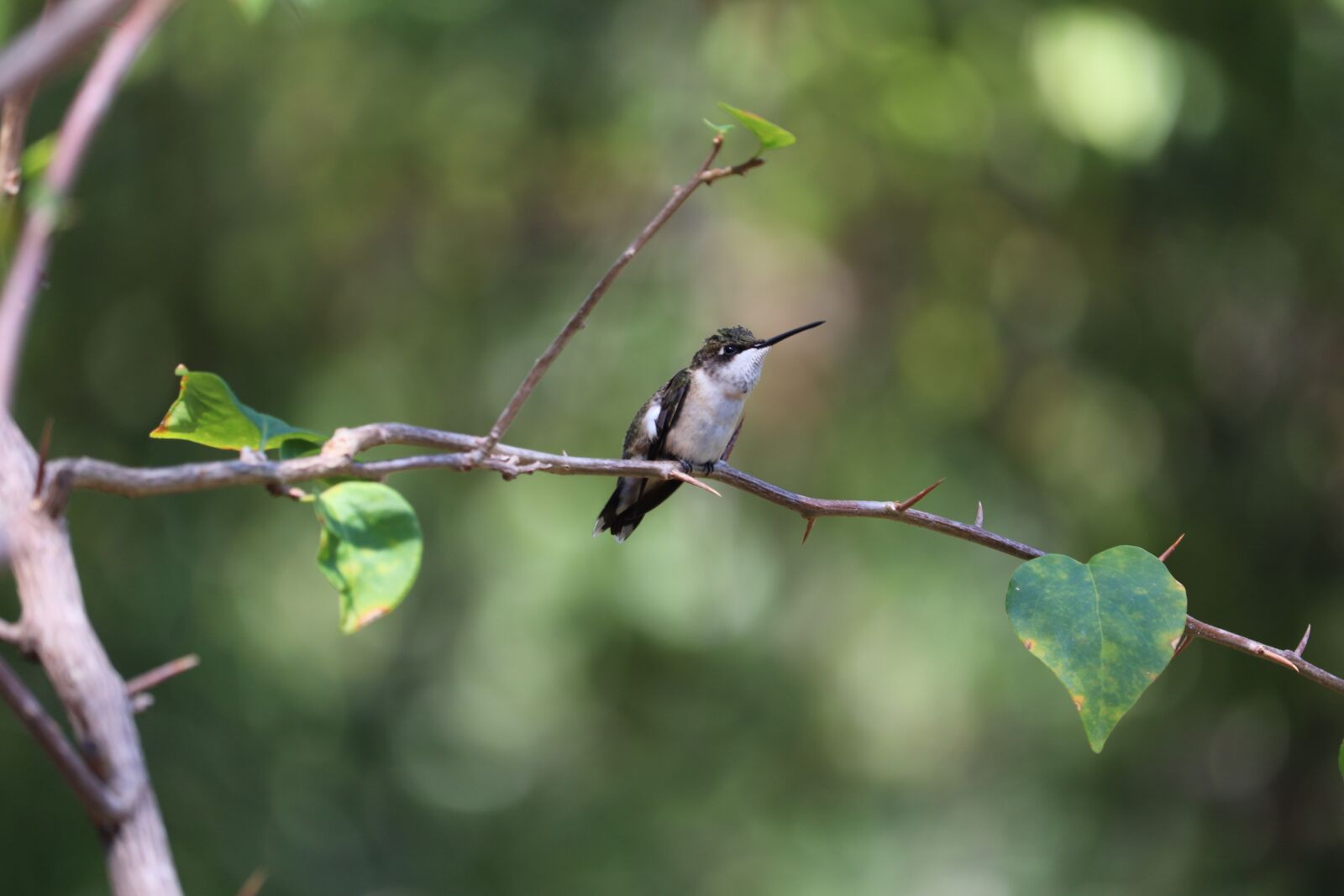 Canon EOS 800D (EOS Rebel T7i / EOS Kiss X9i) sample photo. Humming bird, tiny, cute photography