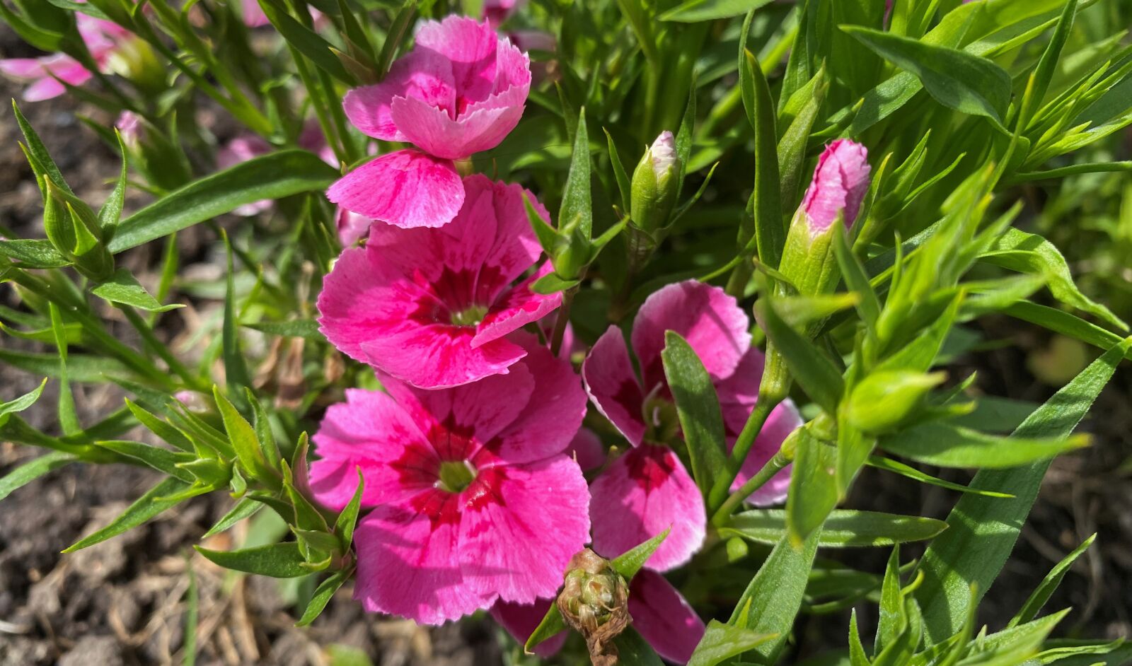 Apple iPhone 11 sample photo. Sweet william, pink, green photography