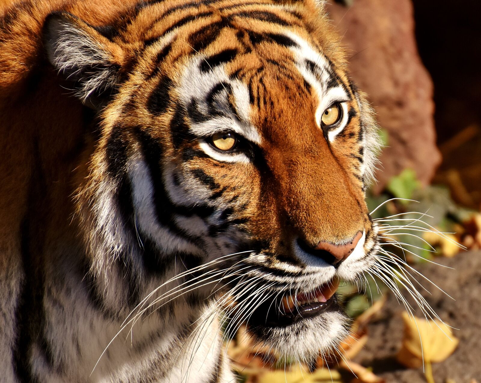 Nikon D7200 sample photo. Tiger, predator, female photography