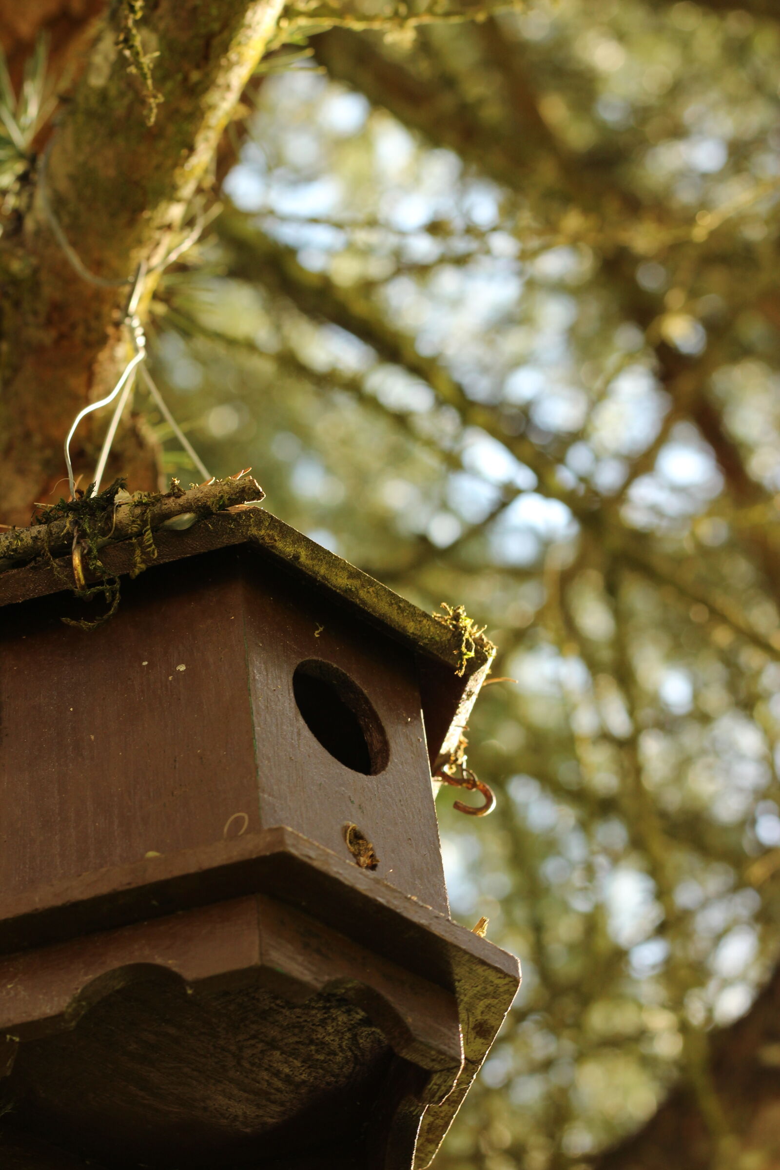 Canon EF 50mm F1.8 STM sample photo. Bird, house, tree photography