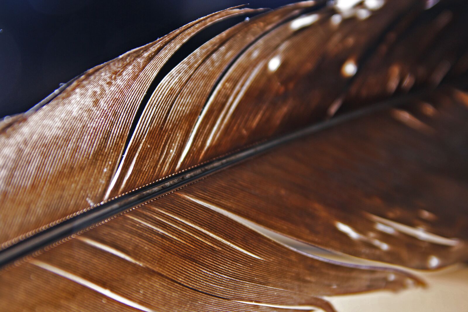Canon EOS 1000D (EOS Digital Rebel XS / EOS Kiss F) sample photo. Feather, down, mirroring photography
