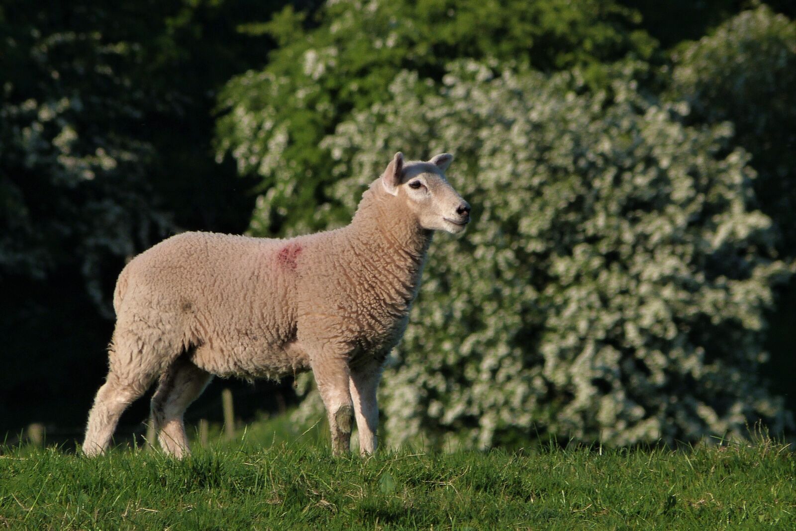 Panasonic Lumix DMC-FZ40 (Lumix DMC-FZ45) sample photo. Lamb, cute, wool photography