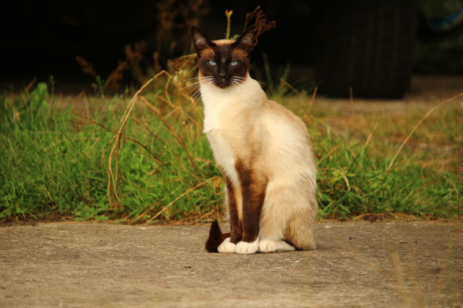 Canon EOS 100D (EOS Rebel SL1 / EOS Kiss X7) sample photo. Cat, mieze, siamese cat photography