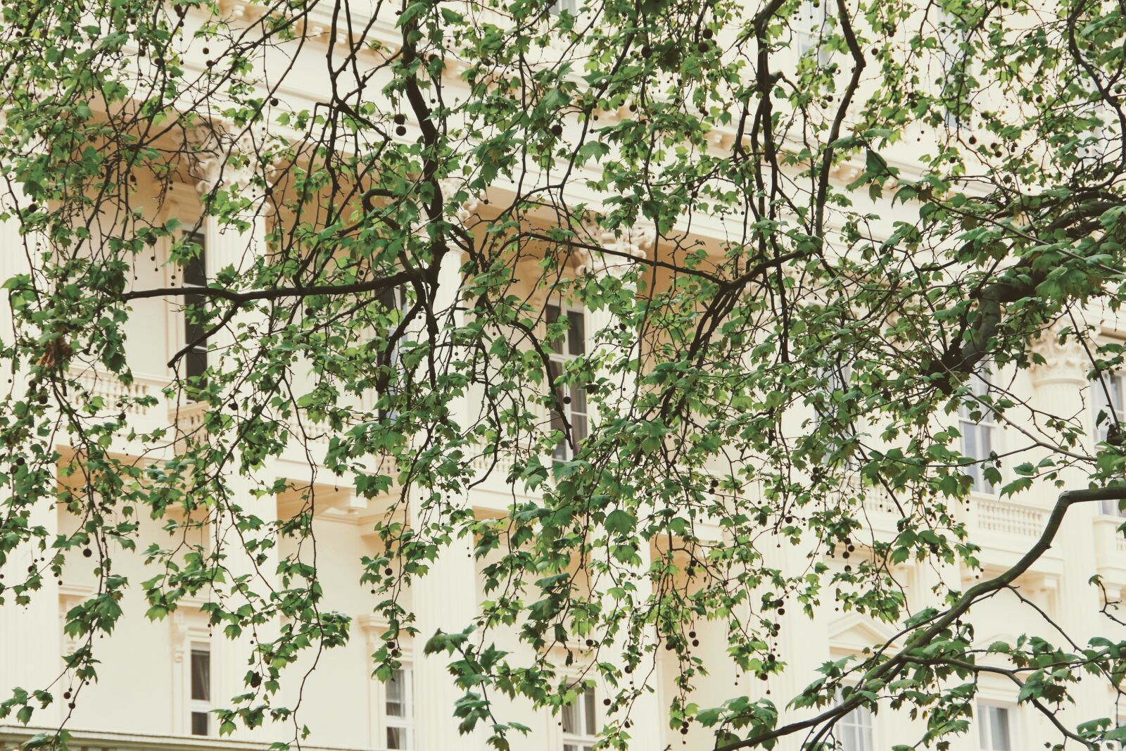 Canon EOS 60D sample photo. Facade, tree, image photography