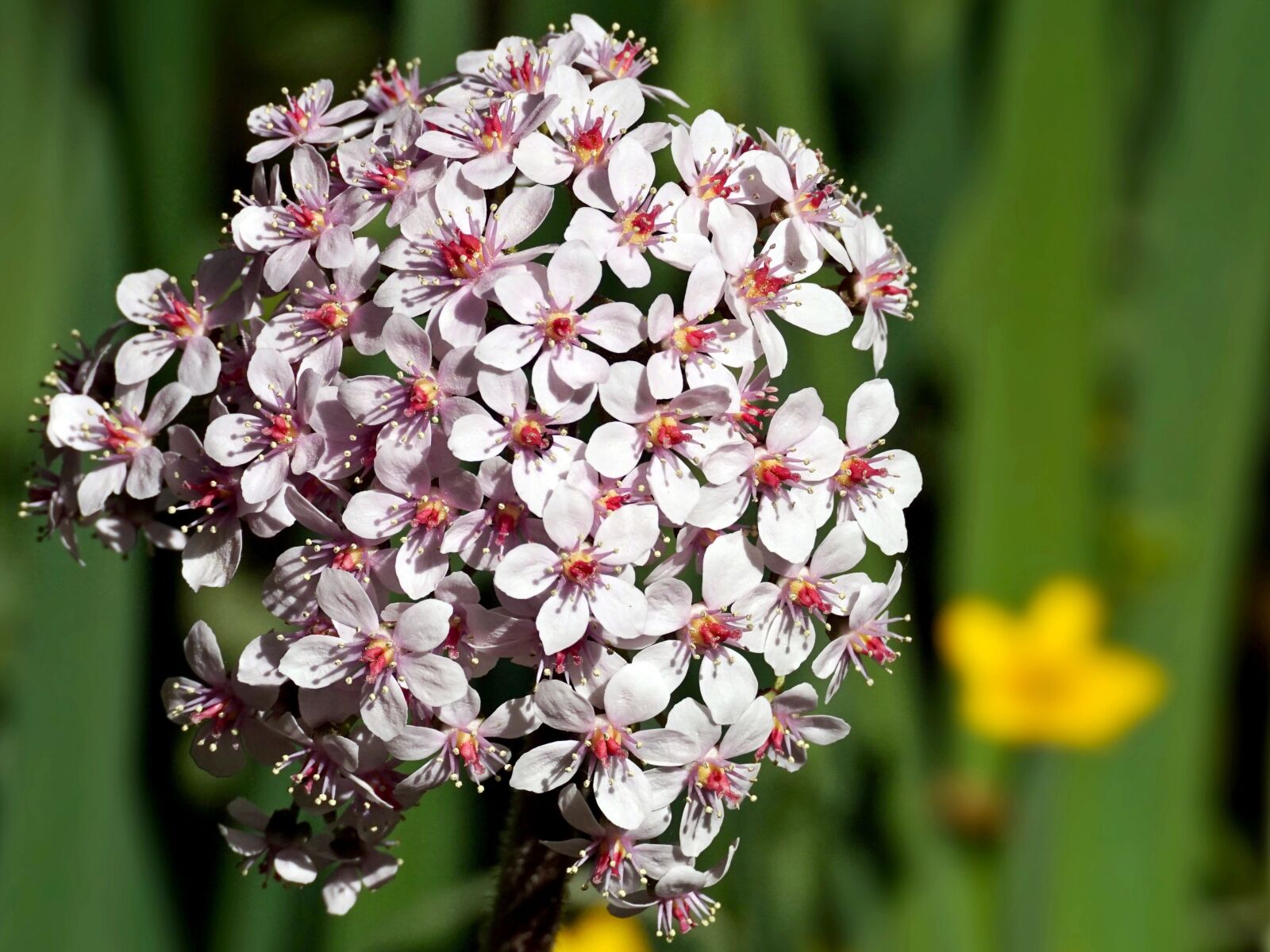 Sony ILCA-77M2 sample photo. Silk plant, flower, plant photography