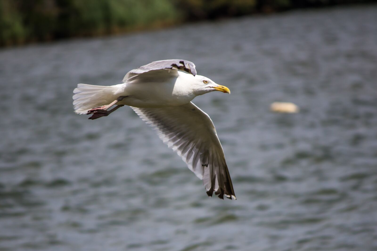 Canon EOS 600D (Rebel EOS T3i / EOS Kiss X5) sample photo. Animal, avian, bird photography