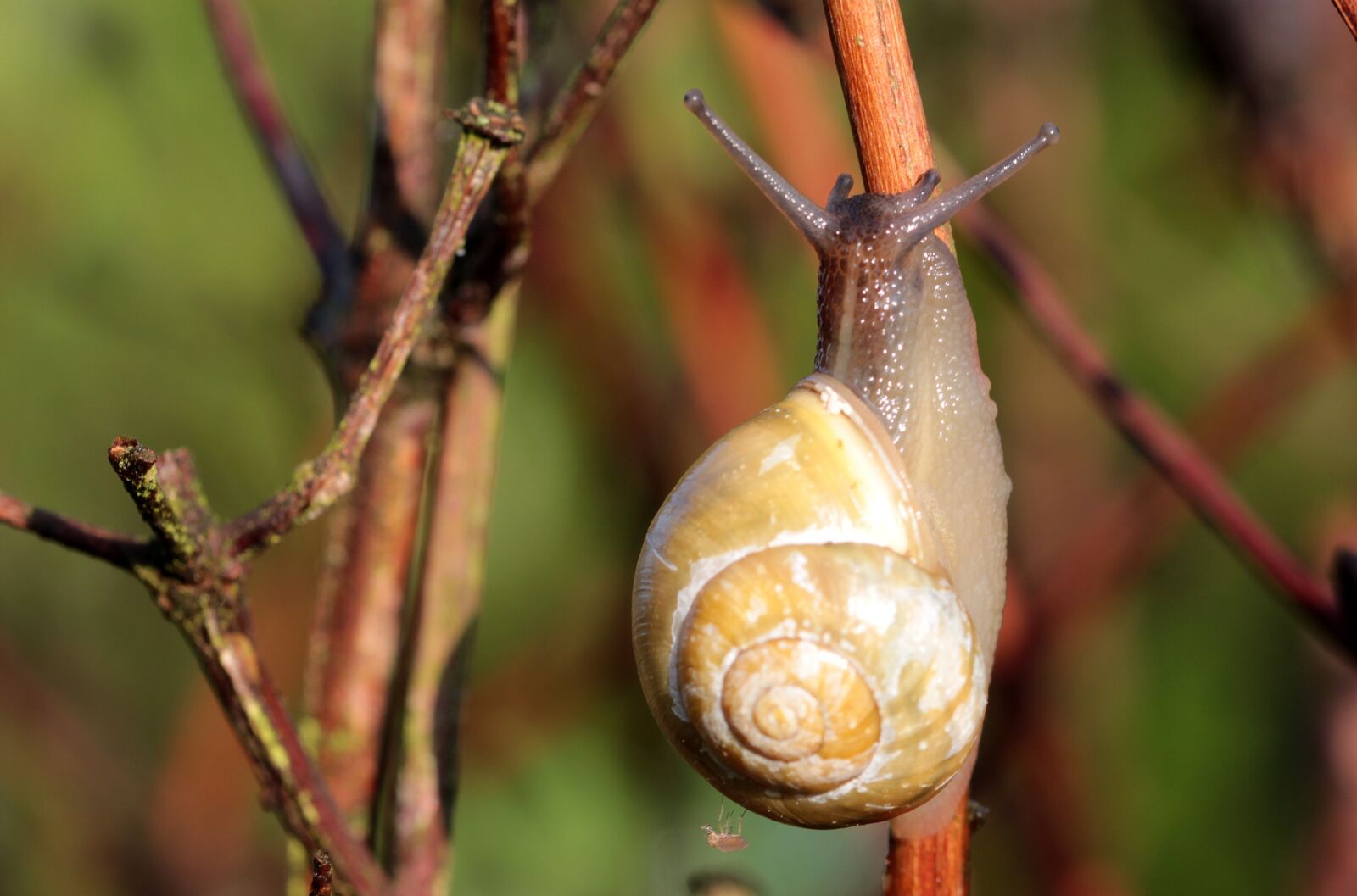 Canon EOS 650D (EOS Rebel T4i / EOS Kiss X6i) sample photo. Shell, snail, garden b photography