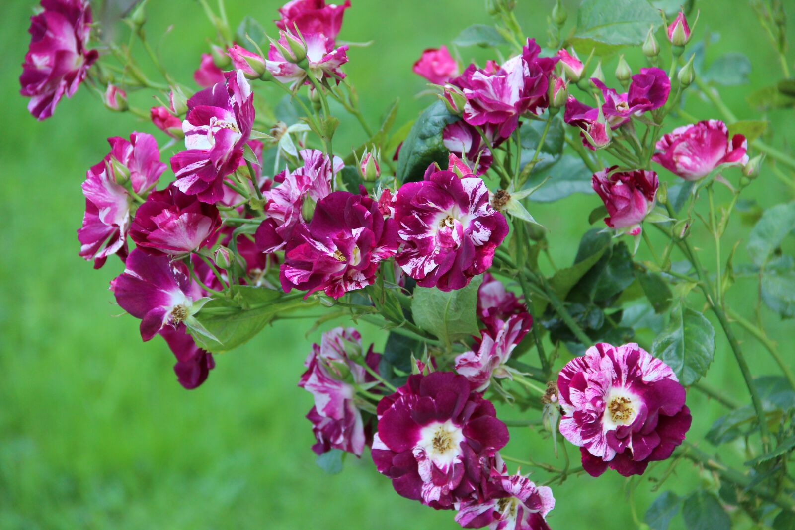 Canon EOS 600D (Rebel EOS T3i / EOS Kiss X5) sample photo. Irina, roses, rose garden photography