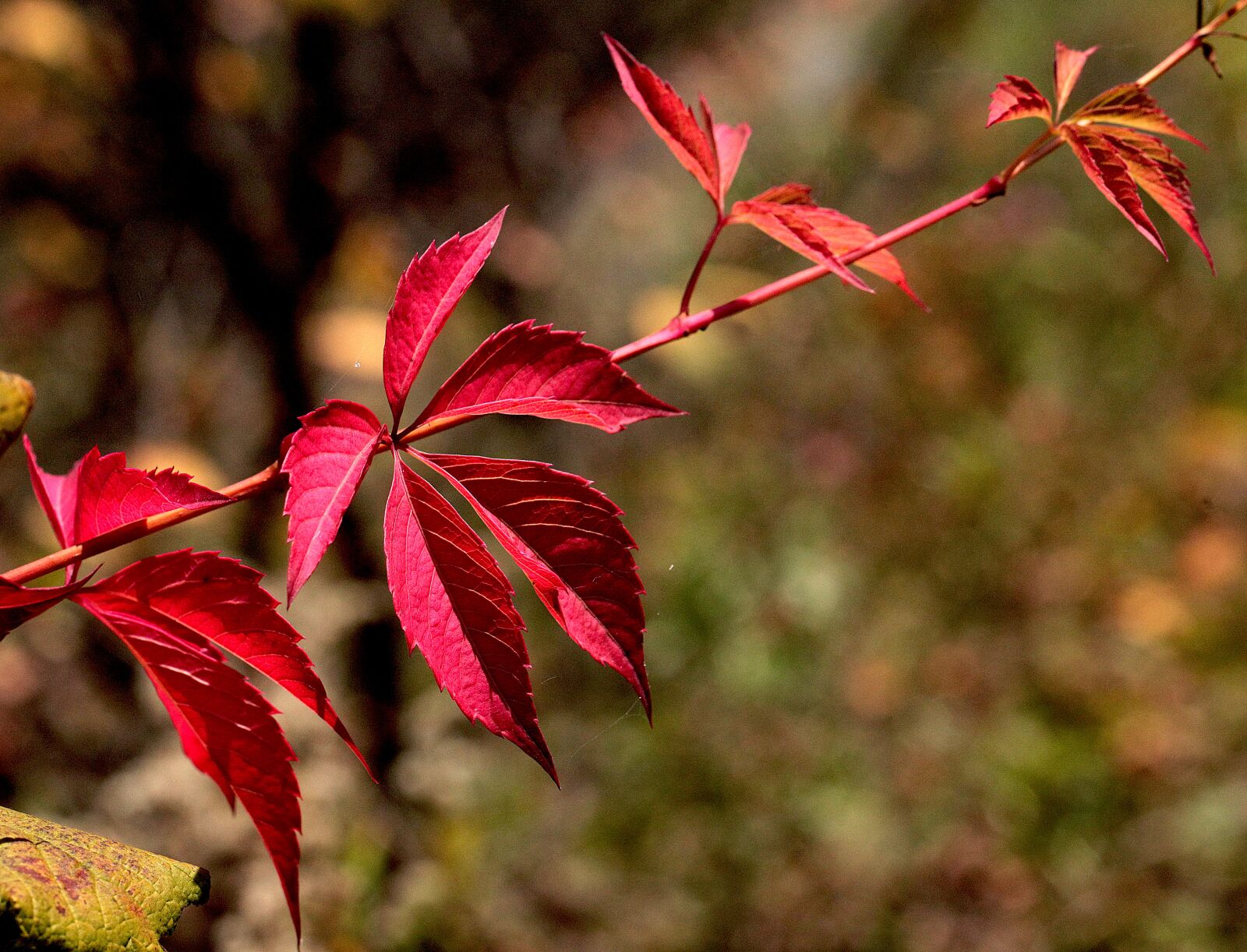 Canon EOS 5D Mark II sample photo. Clematis, plant, clematis ivy photography