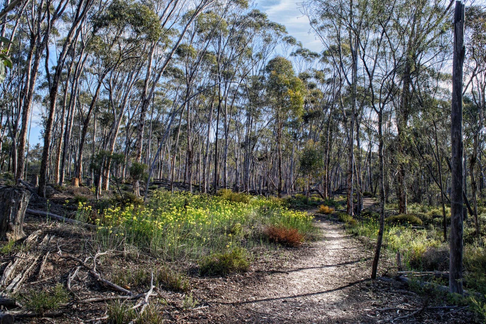 Nikon D3300 sample photo. Bush, bush walk, nature photography