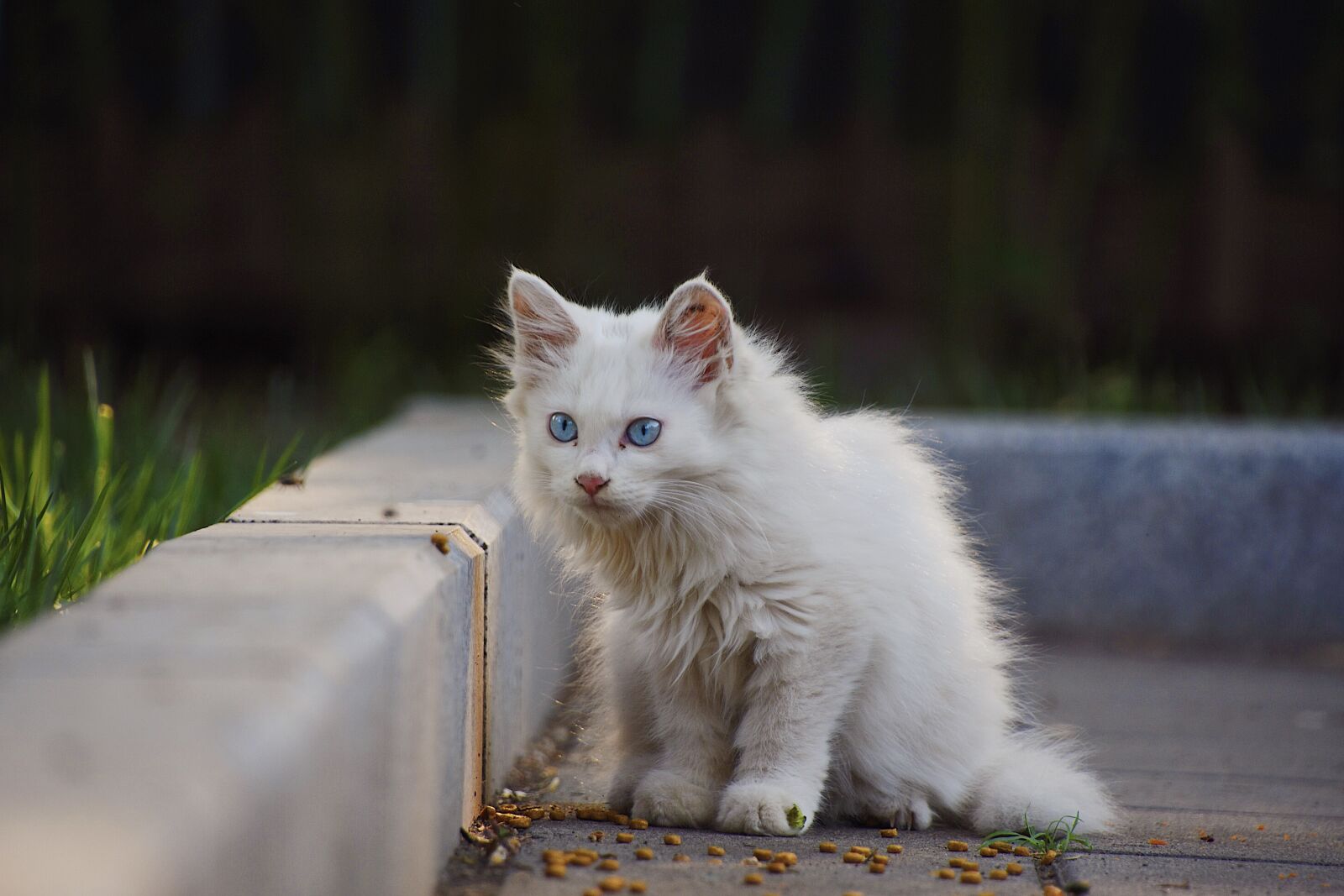 Nikon D7200 sample photo. Cat, animal, white photography