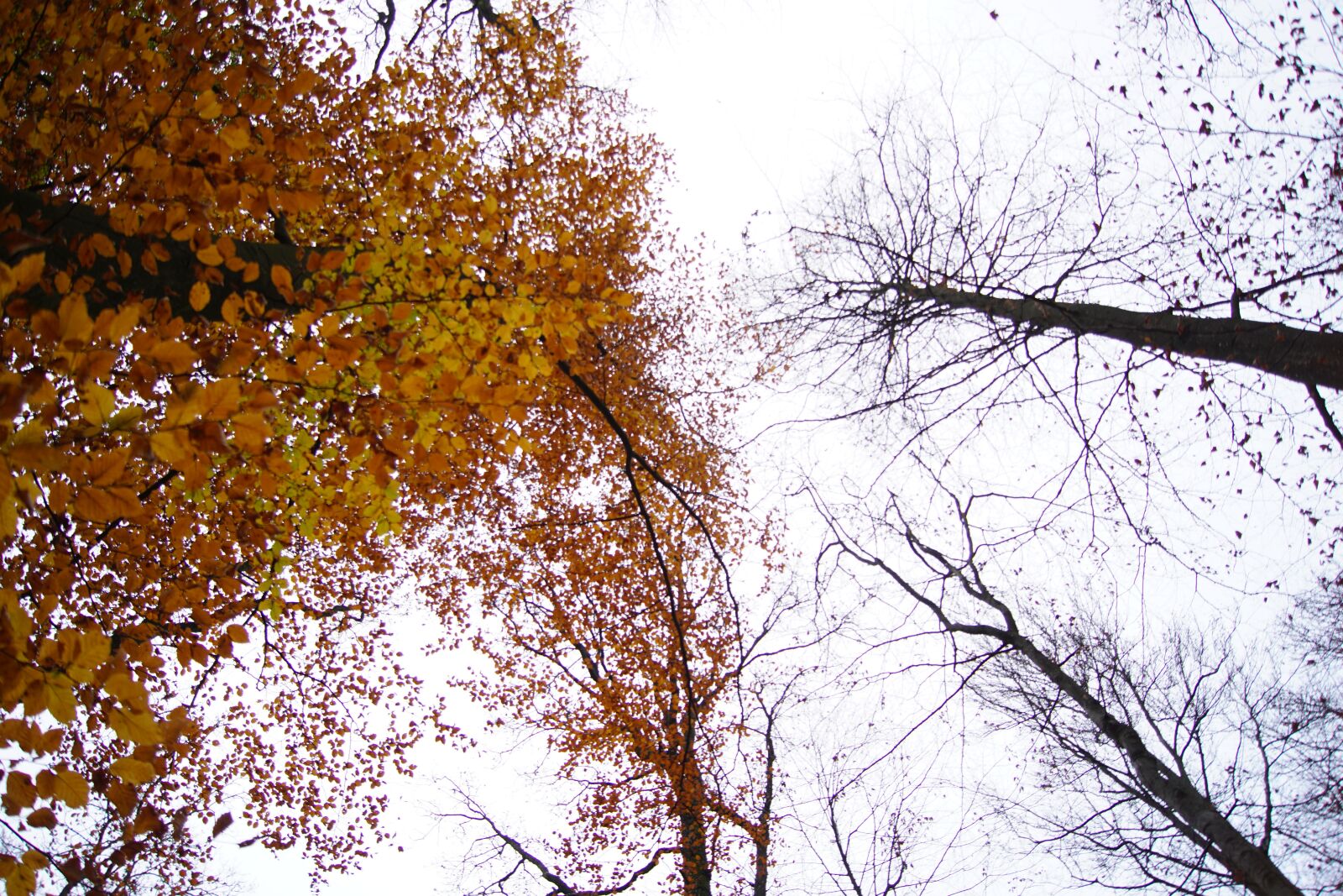 Sony a6000 sample photo. Autumn, wood, nature photography