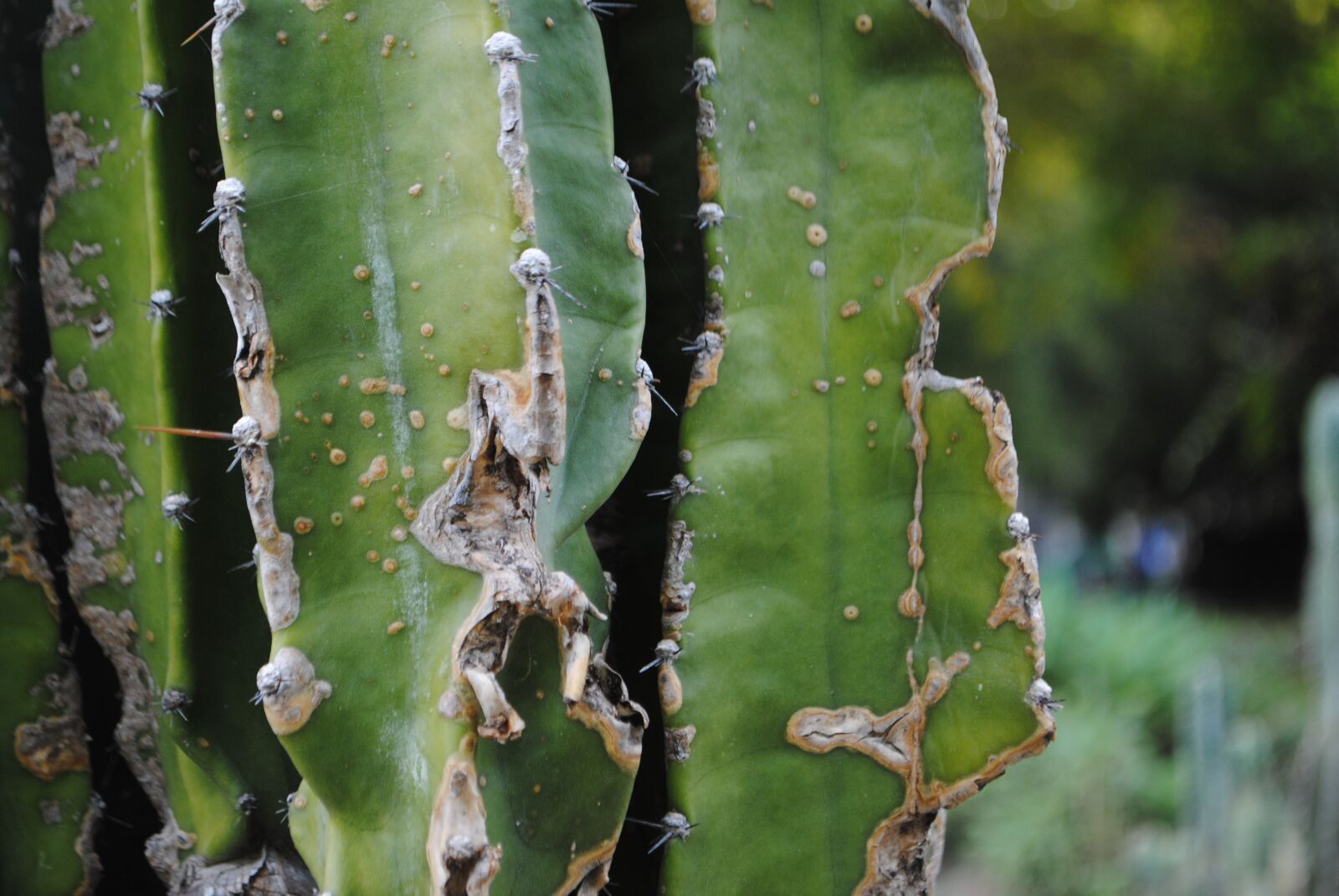 Nikon D3000 sample photo. Green, cactus, nature photography