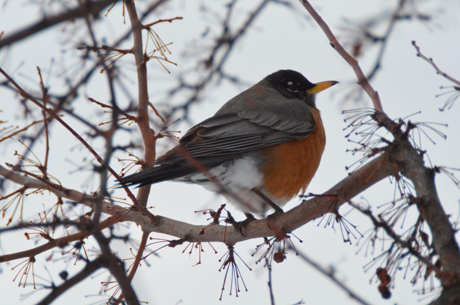 Nikon D5100 sample photo. Robin, bird, songbird photography