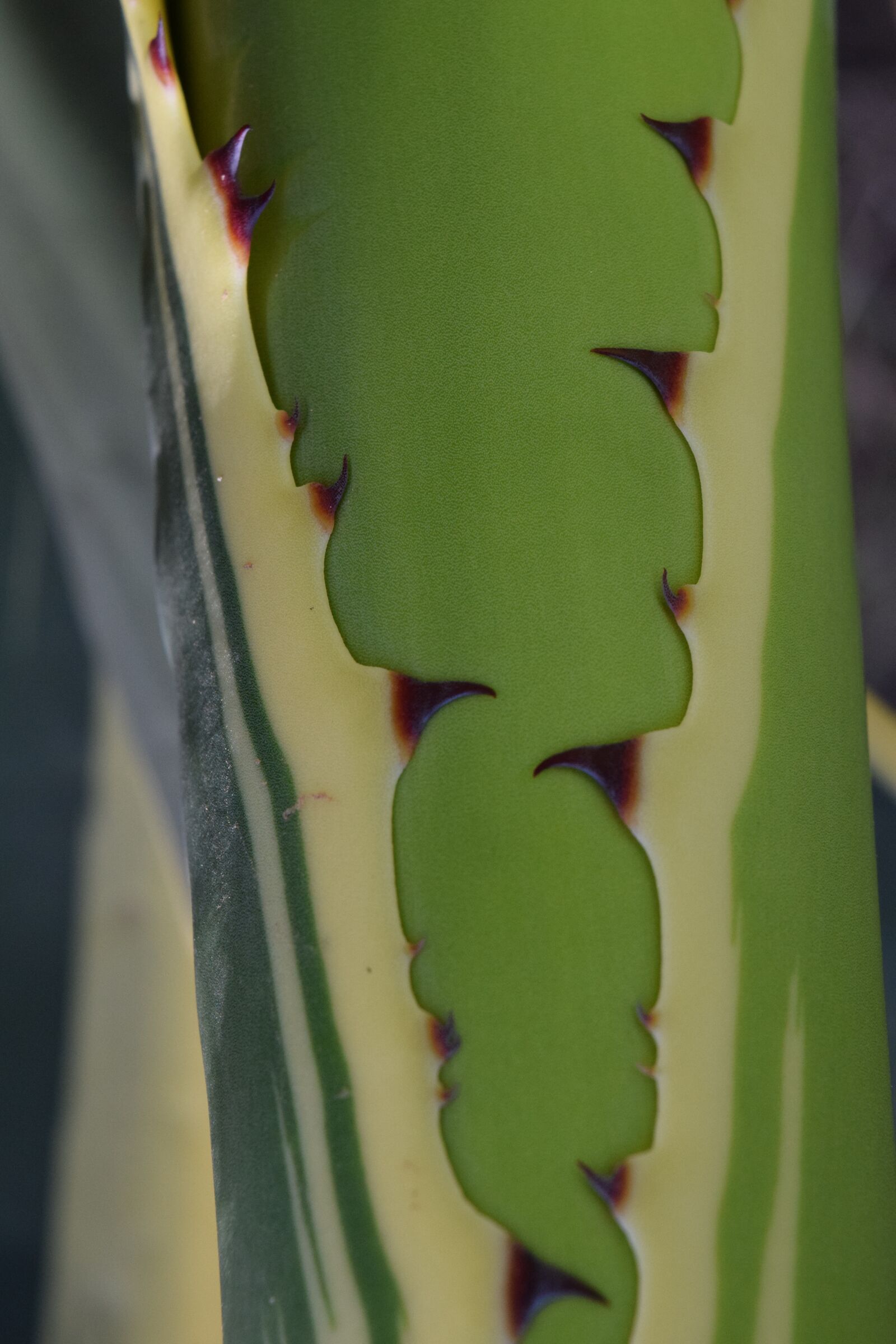 Nikon D3300 sample photo. Background, cactus, close up photography