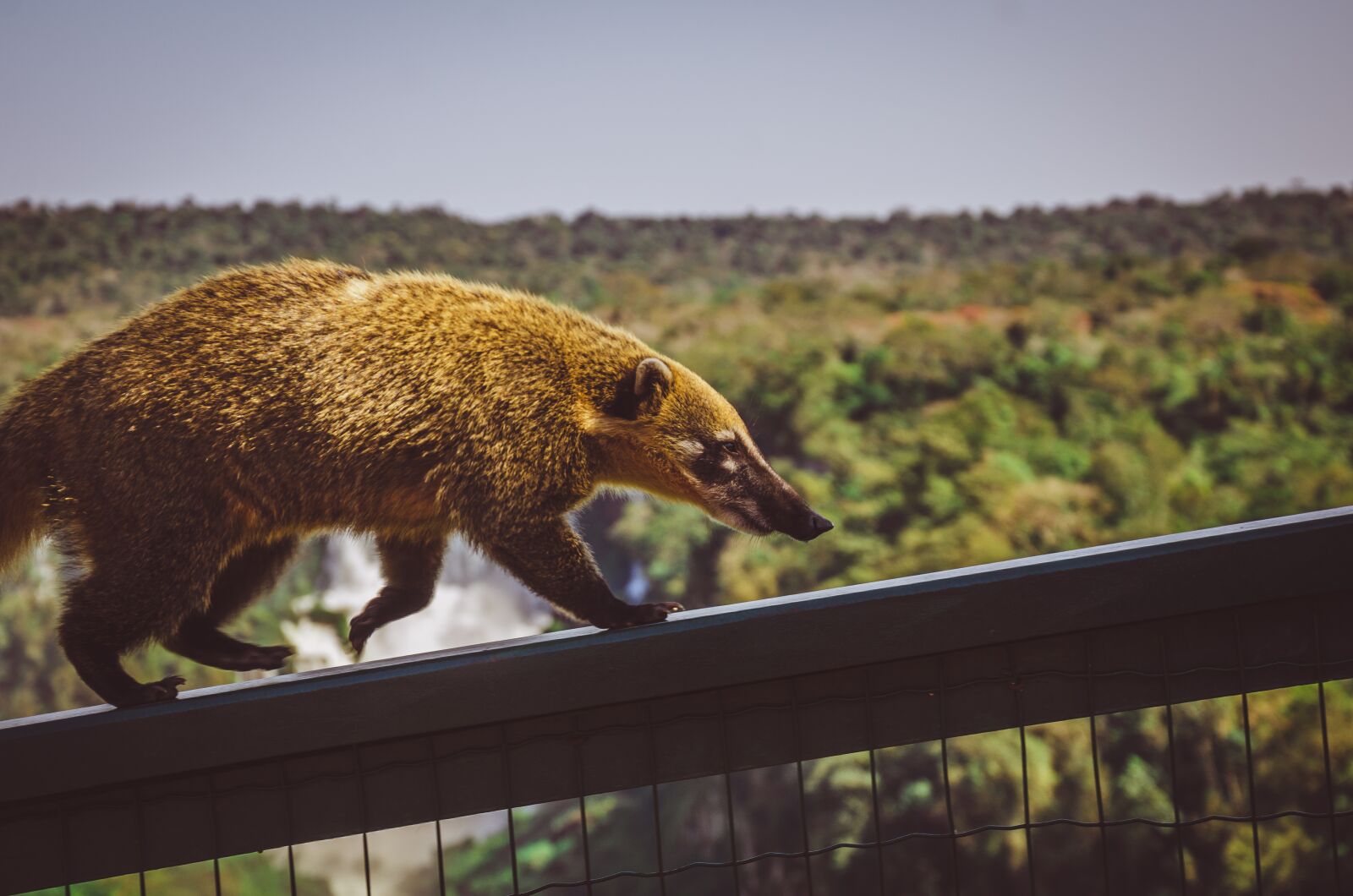 Nikon D7000 sample photo. Waterfall, coati, cataracts photography