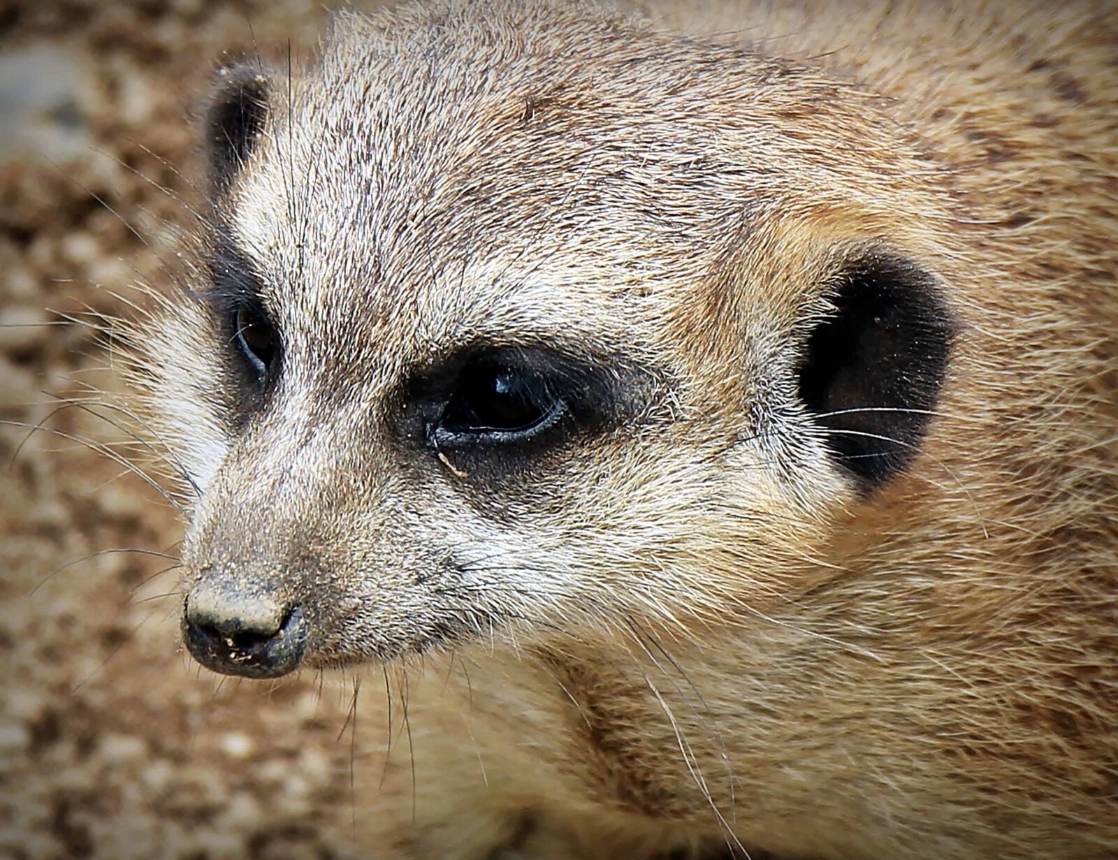 Canon EOS 550D (EOS Rebel T2i / EOS Kiss X4) sample photo. Mongoose, animal, fur, desert photography