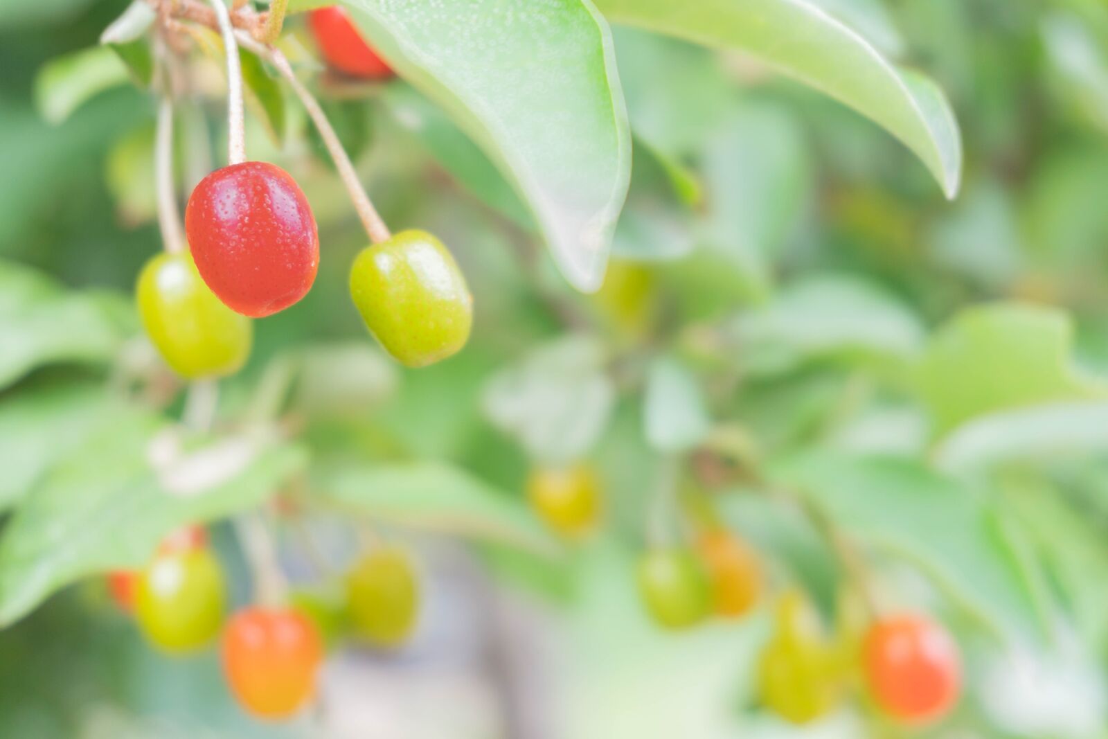 Sony a6500 + Sony E 16-50mm F3.5-5.6 PZ OSS sample photo. Fruit, bean, beautiful photography