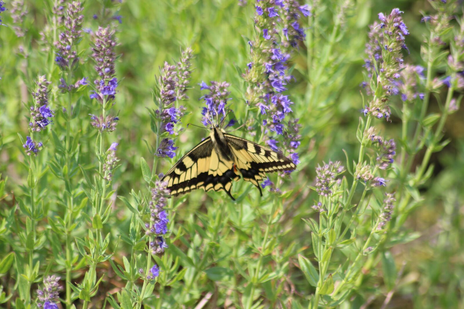 Canon EOS 600D (Rebel EOS T3i / EOS Kiss X5) sample photo. Butterfly, dovetail, insect photography