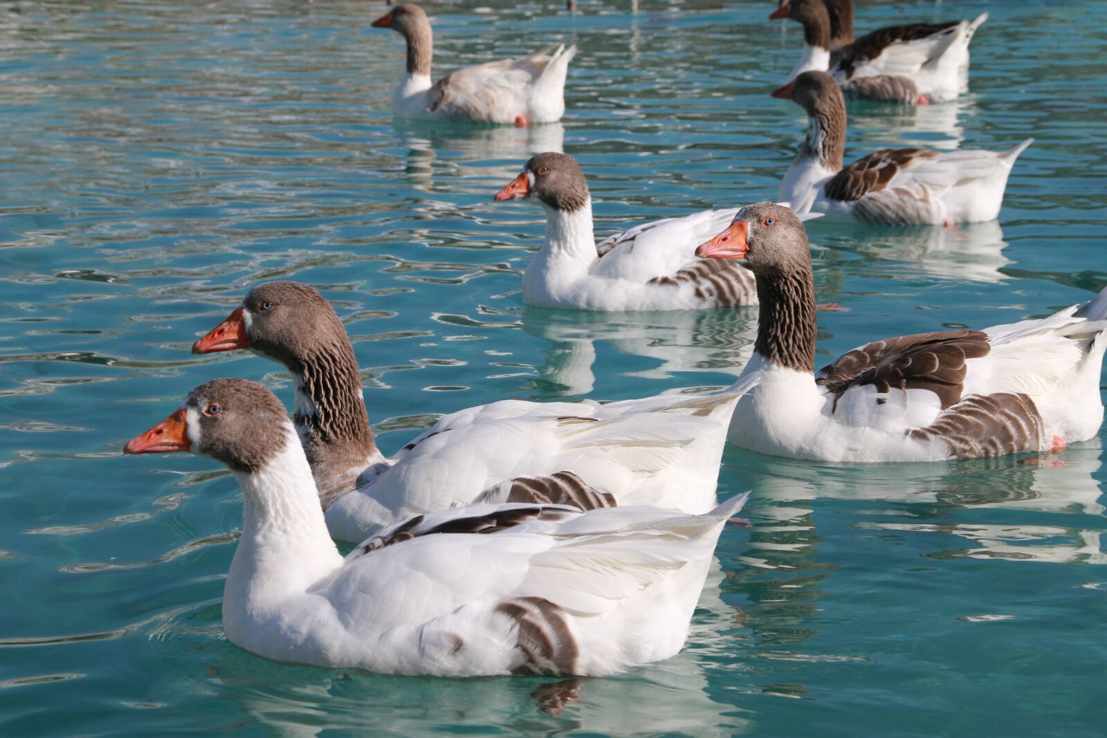 Canon EF-S 18-135mm F3.5-5.6 IS sample photo. Duck, marine, bird photography