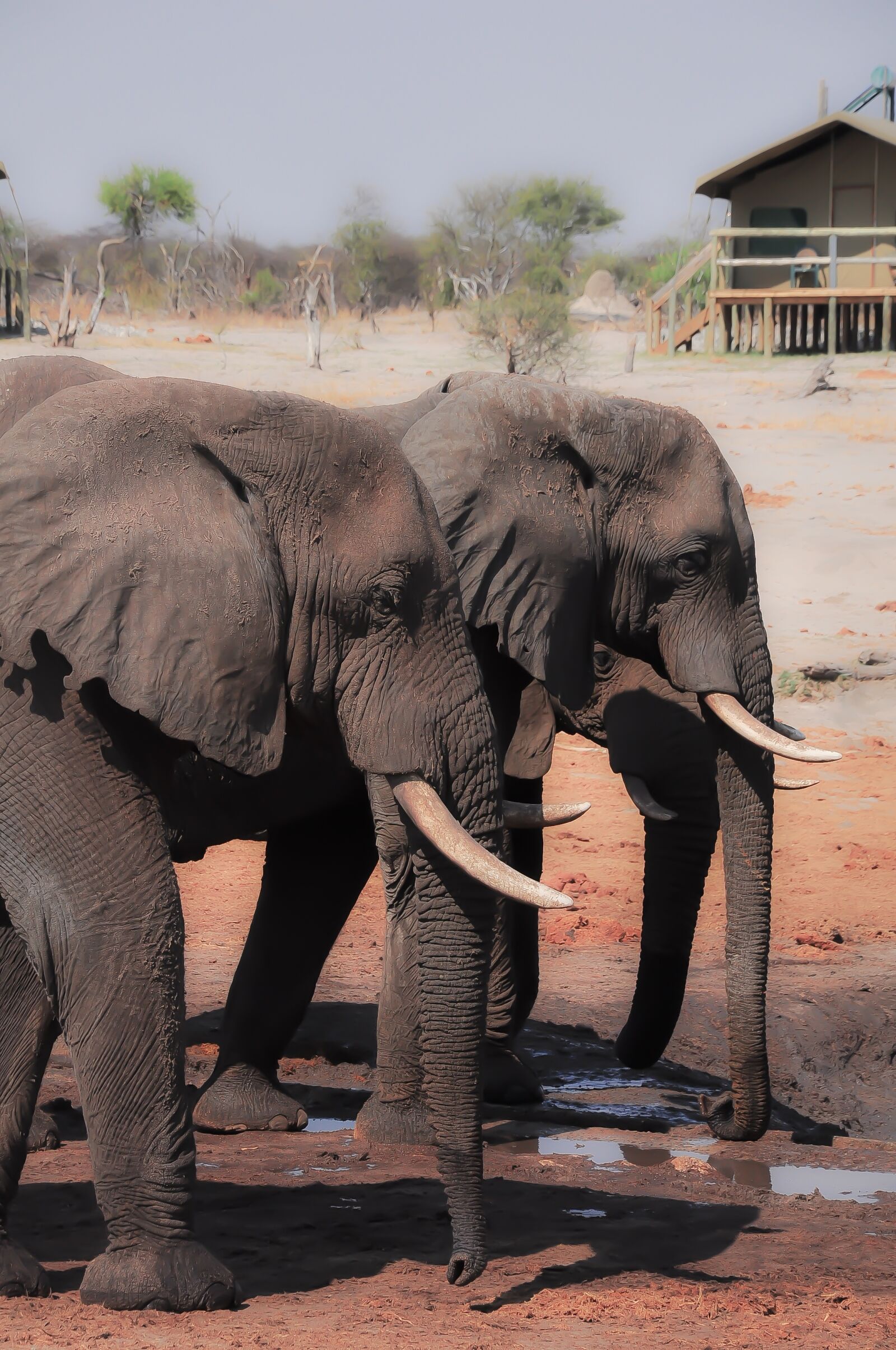 Nikon D90 sample photo. Elephant, mammal, trunk photography