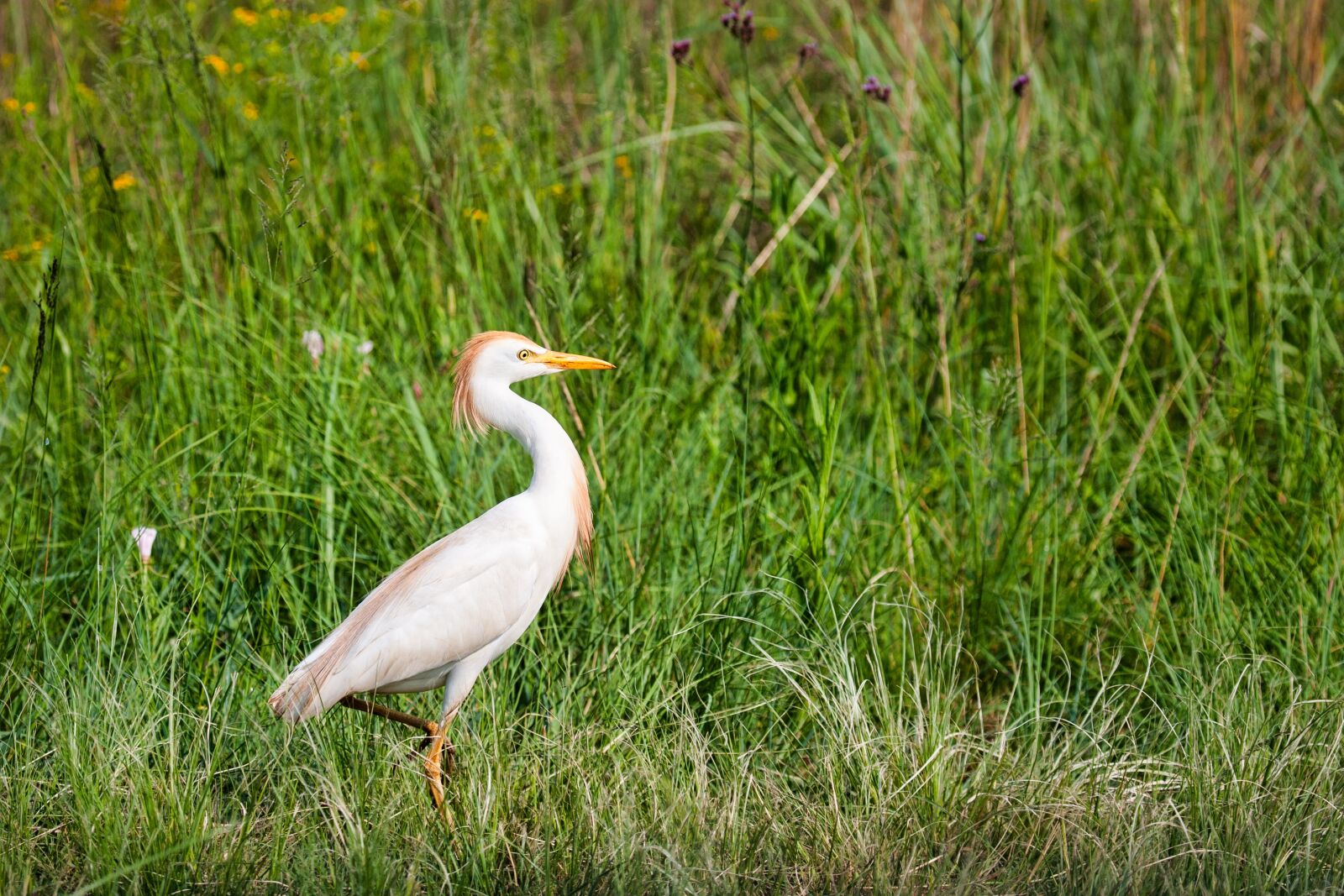 Canon EOS-1D Mark II N sample photo. Golden egret, bird, nature photography