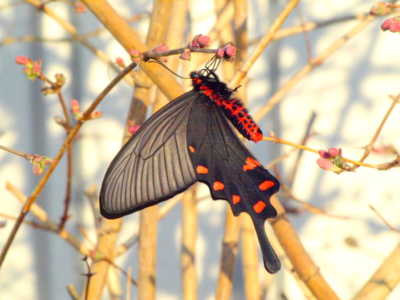 Olympus E-510 (EVOLT E-510) sample photo. Natural, creatures, plant photography