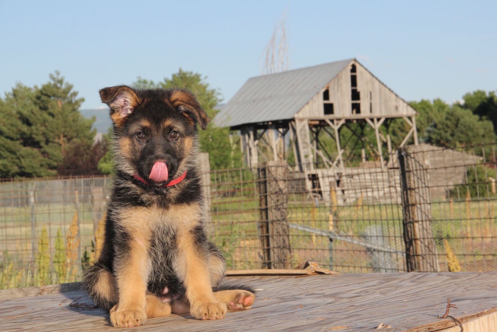 Canon EOS 60D sample photo. German shepherd, german shepherd photography