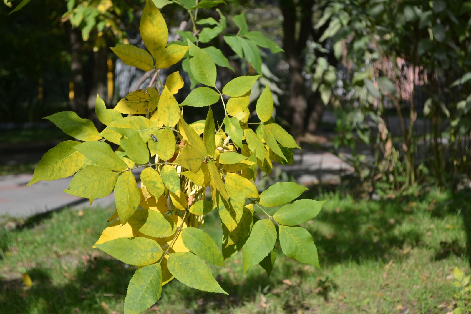 Nikon D3100 sample photo. Foliage, fly, park photography