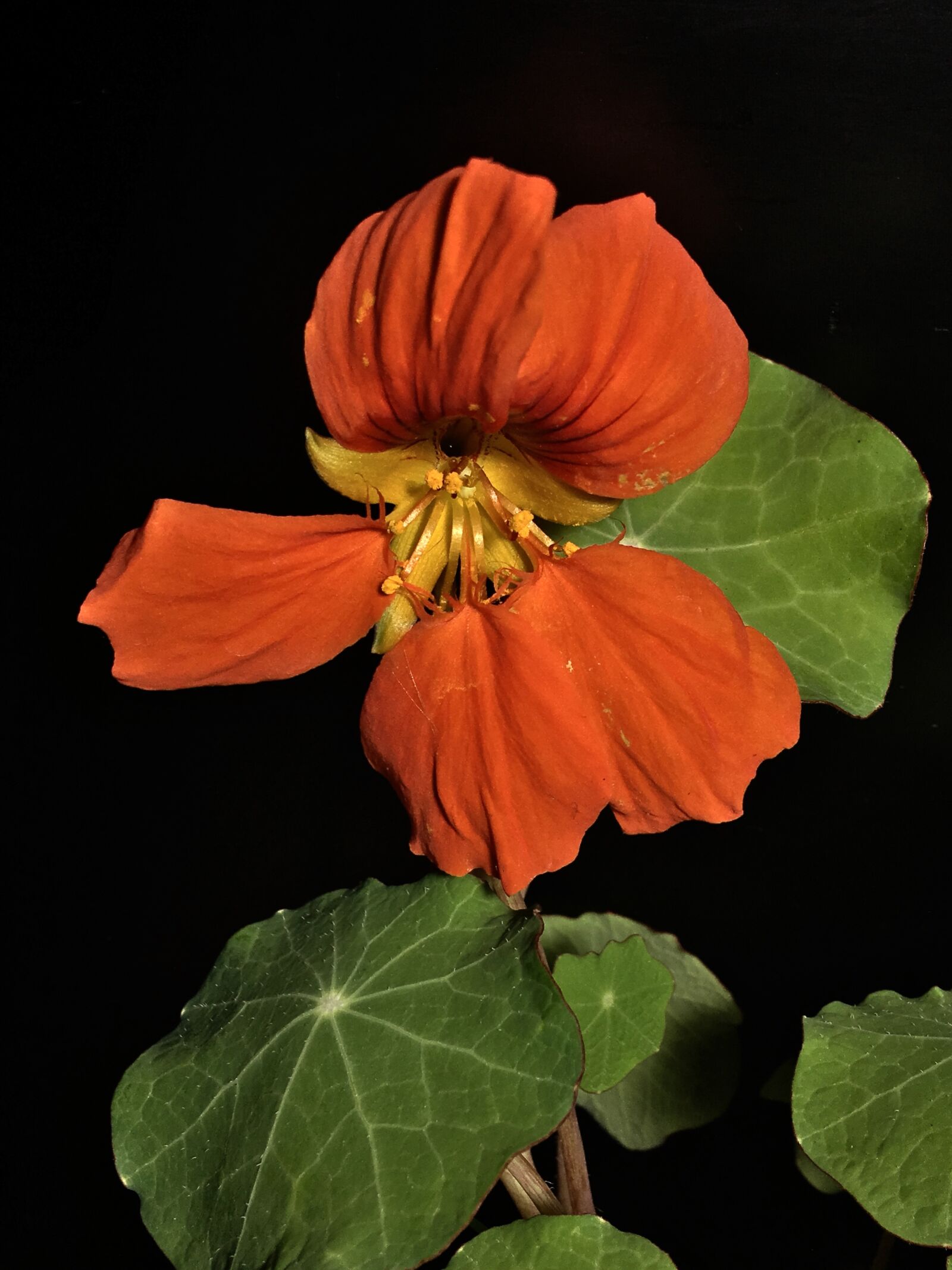 iPhone 6s Plus back camera 4.15mm f/2.2 sample photo. Orange flower, petals orange photography