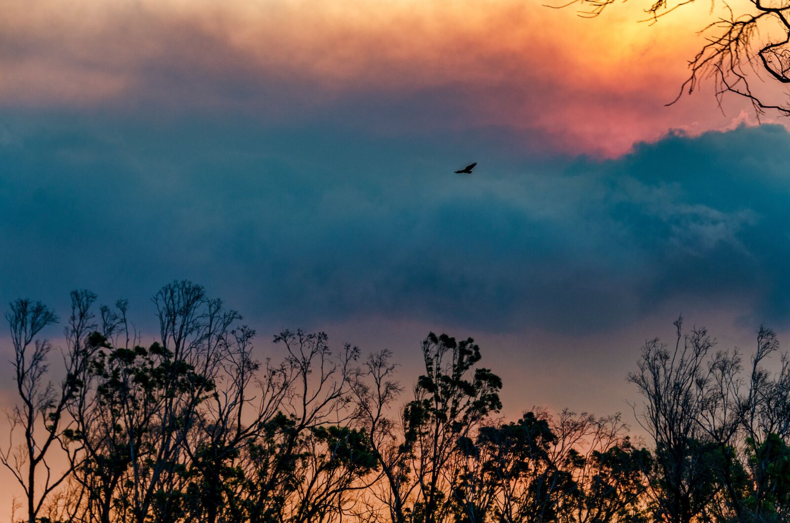 Nikon D7000 sample photo. Clouds, flying, bird photography