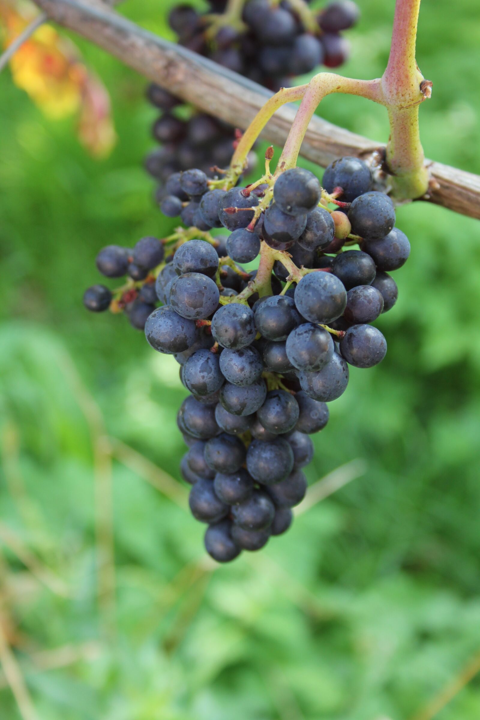 Canon EOS 550D (EOS Rebel T2i / EOS Kiss X4) sample photo. Grape, trollinger, red grape photography