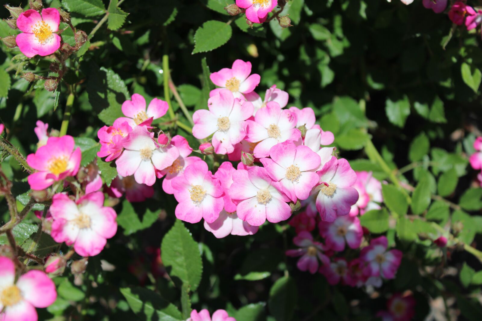 Canon EOS 2000D (EOS Rebel T7 / EOS Kiss X90 / EOS 1500D) sample photo. Apennines-rockrose, pink, white photography