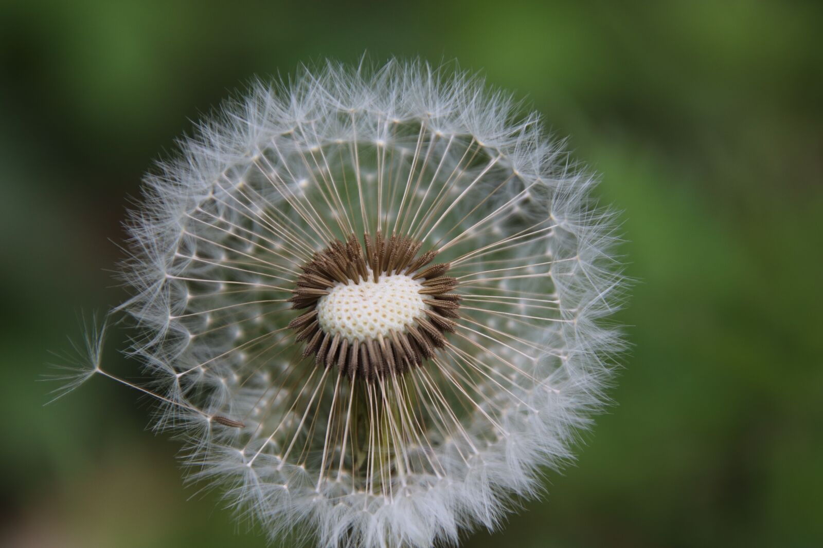 Canon EOS 800D (EOS Rebel T7i / EOS Kiss X9i) sample photo. Dandelions, head crested, pappus photography