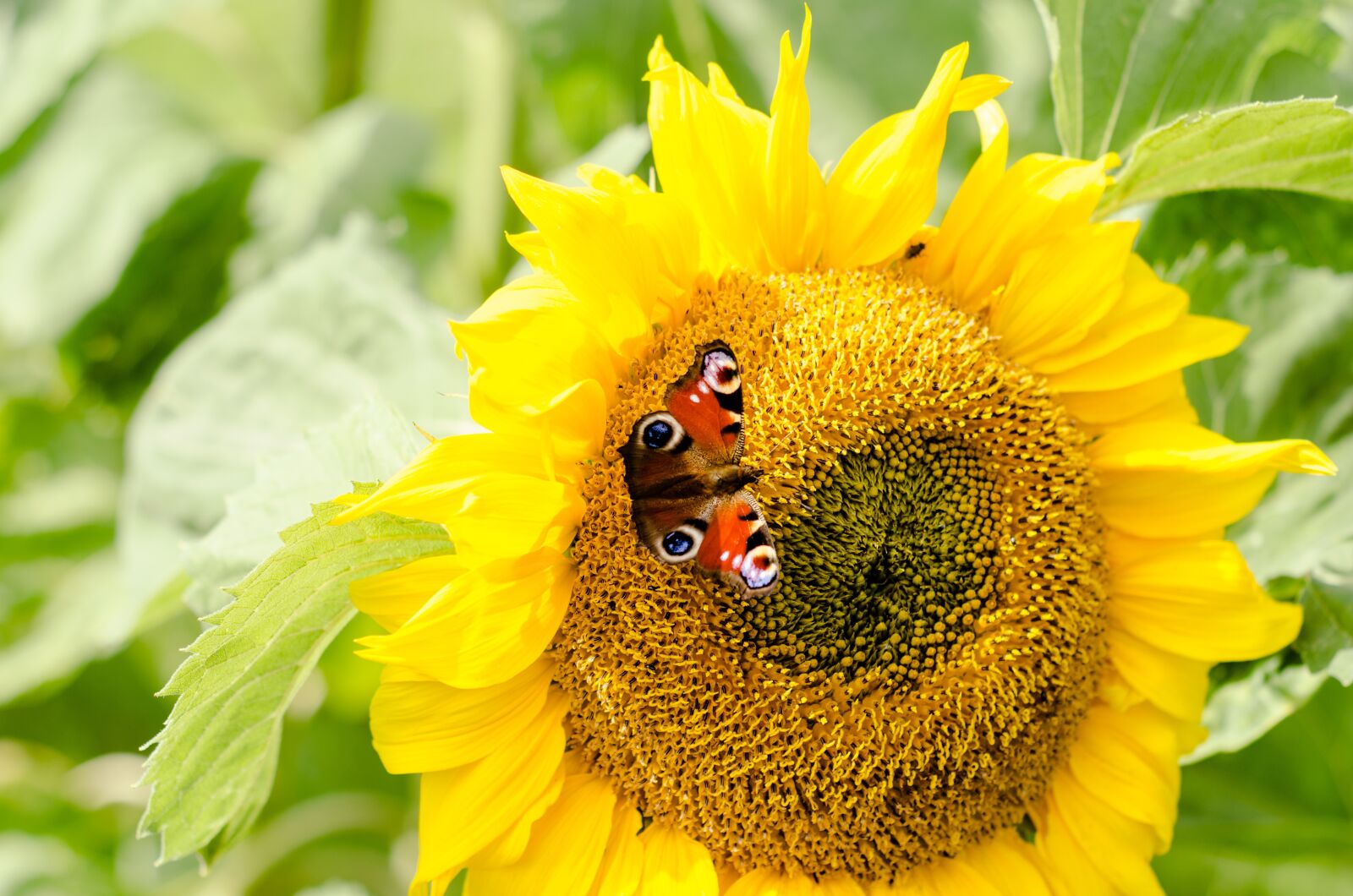 Nikon D7000 sample photo. Sunflower, butterfly, yellow photography