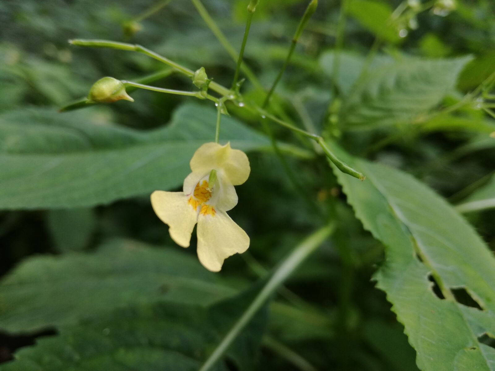 HUAWEI P9 LITE sample photo. Flower, meadow, nature photography