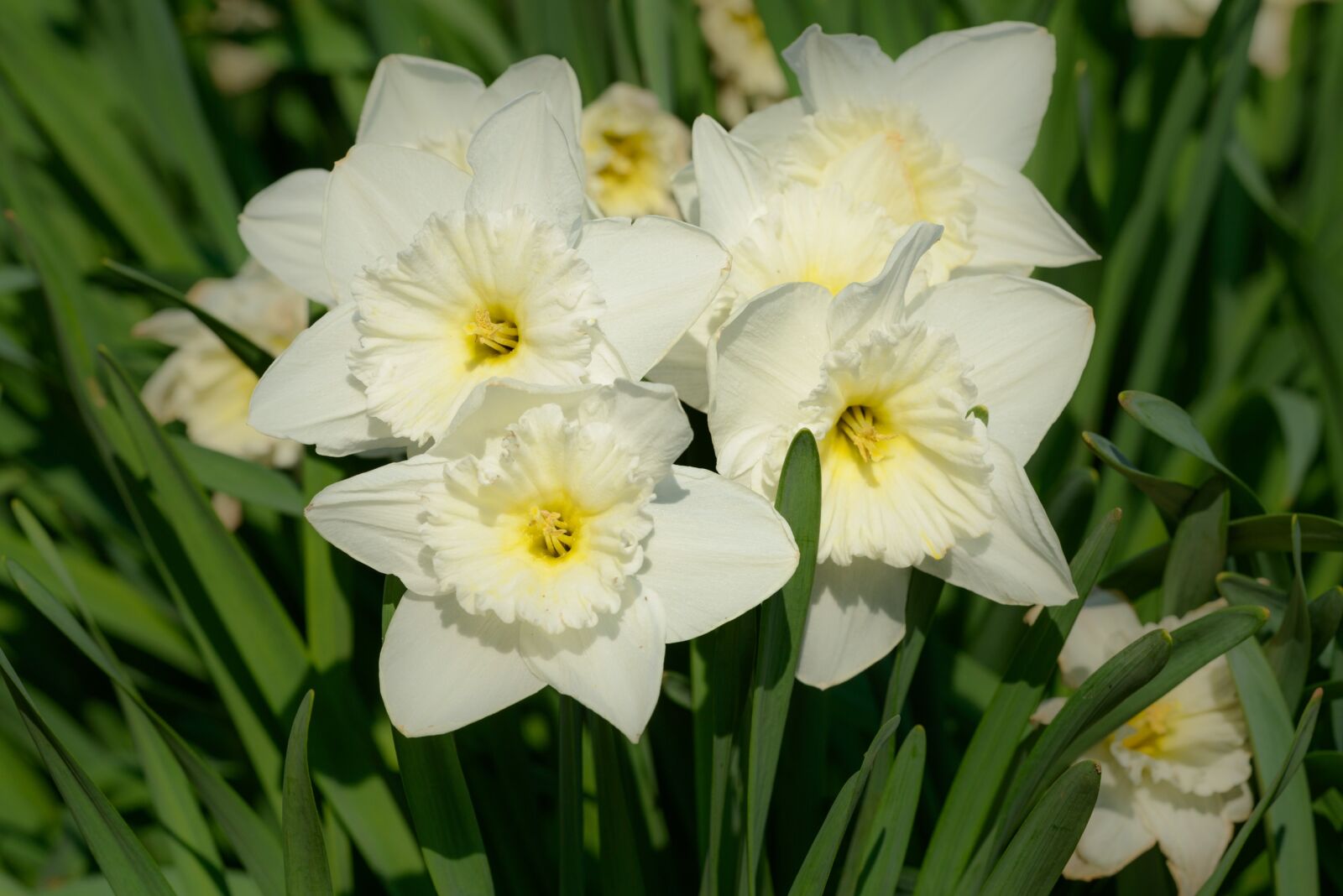 Nikon D800 sample photo. Daffodils, narcissus, daffodil photography